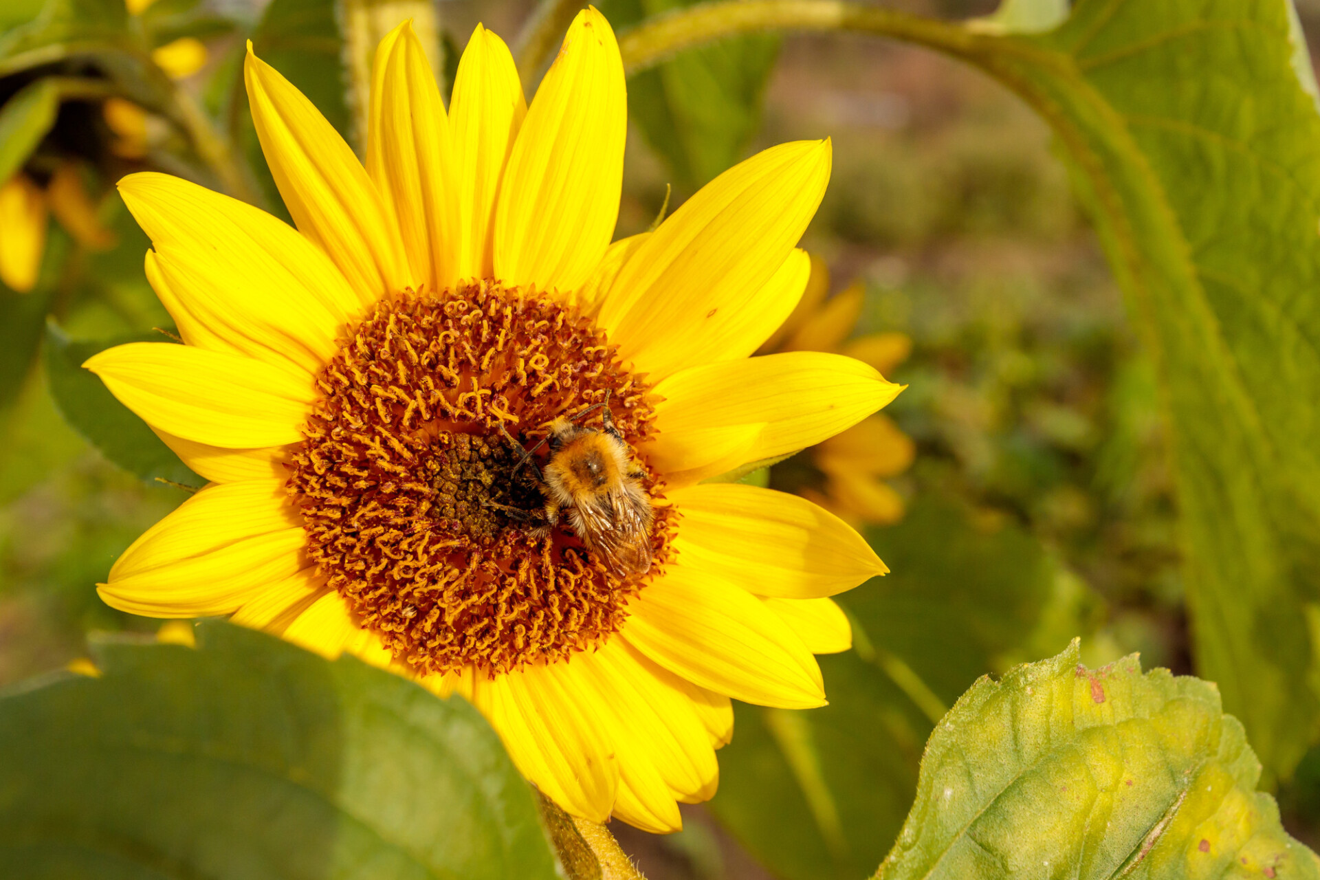 Bee on a sunflower