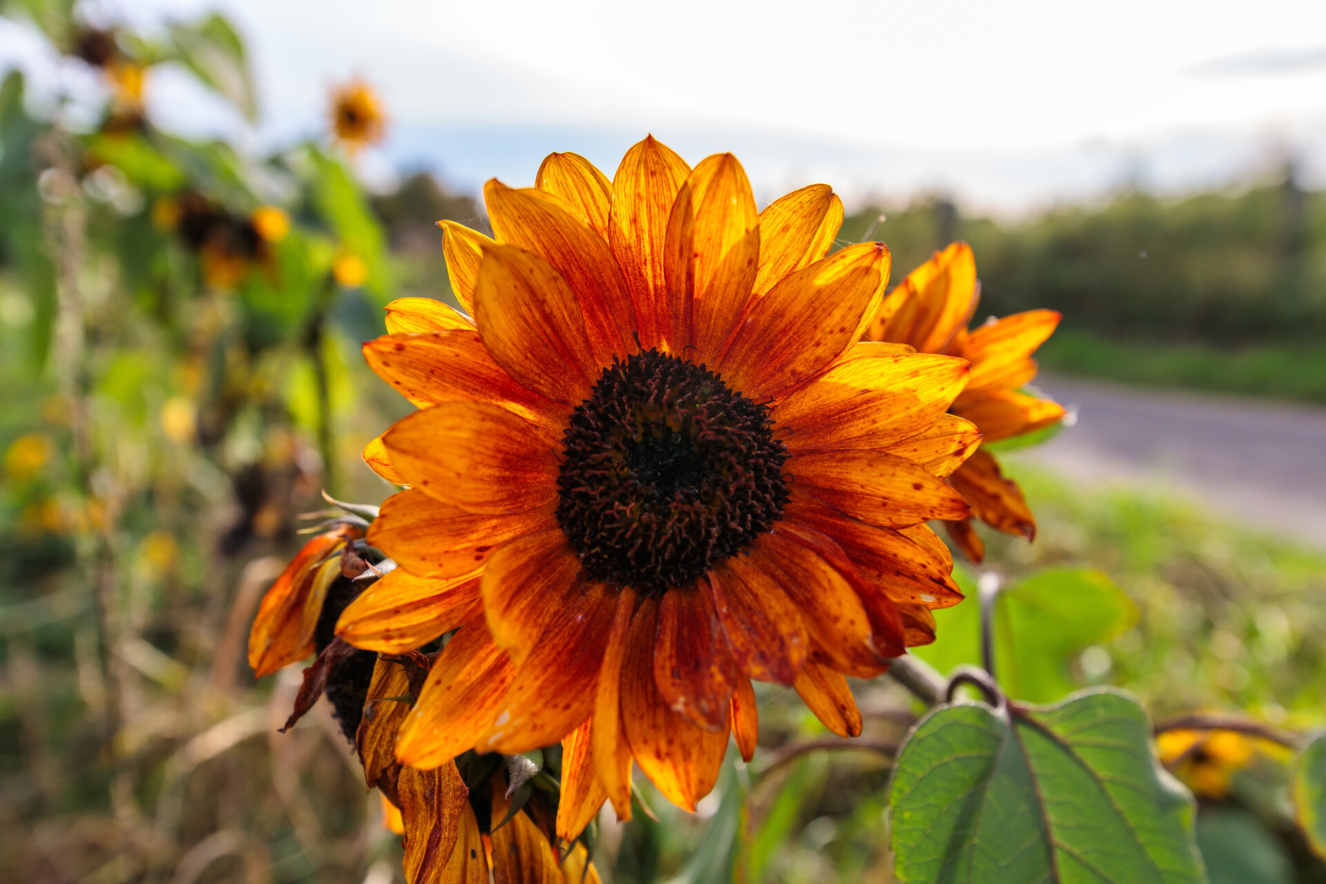 Beautiful orange sunflower in autumn