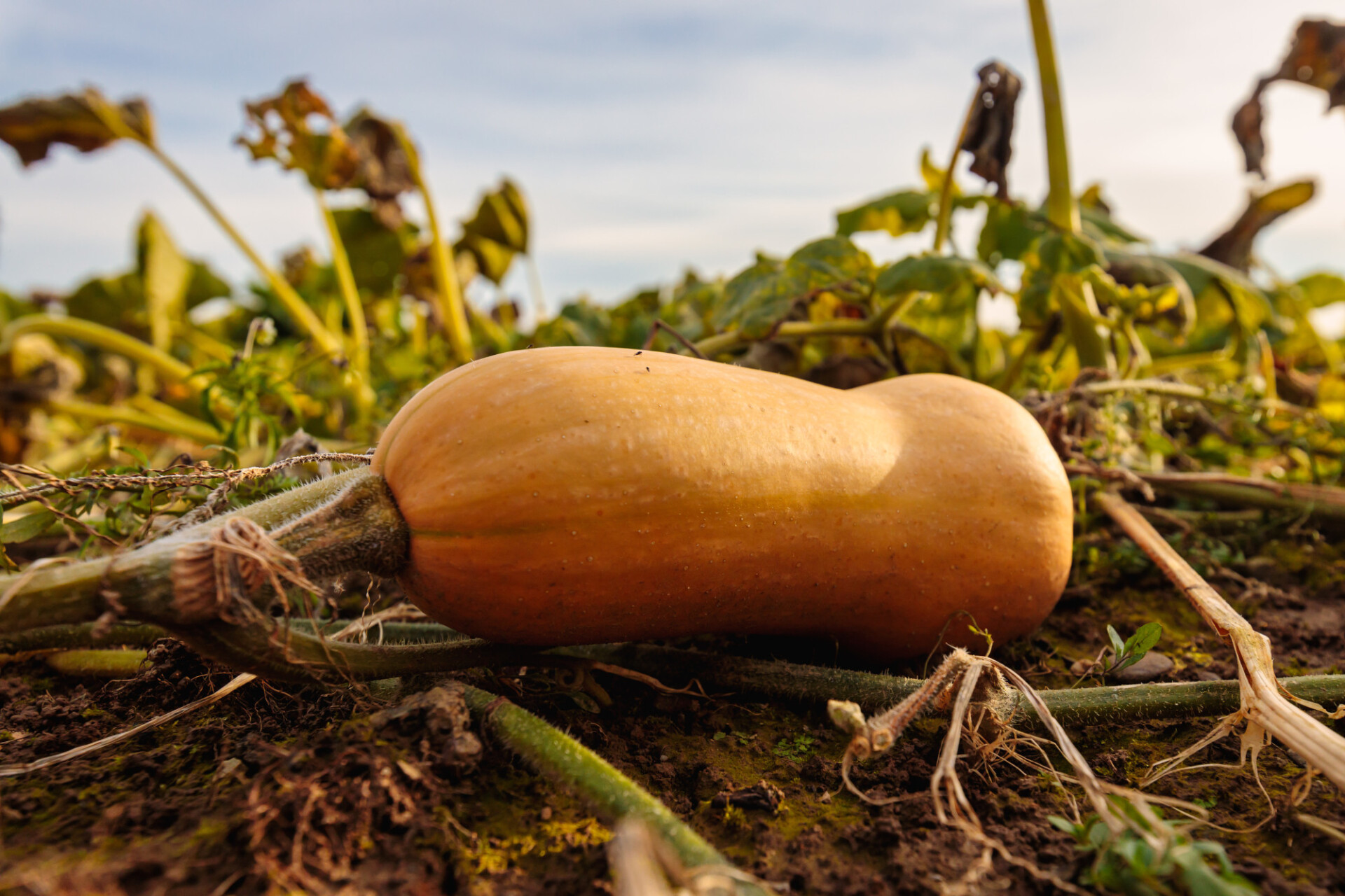 Pumpkin on a field