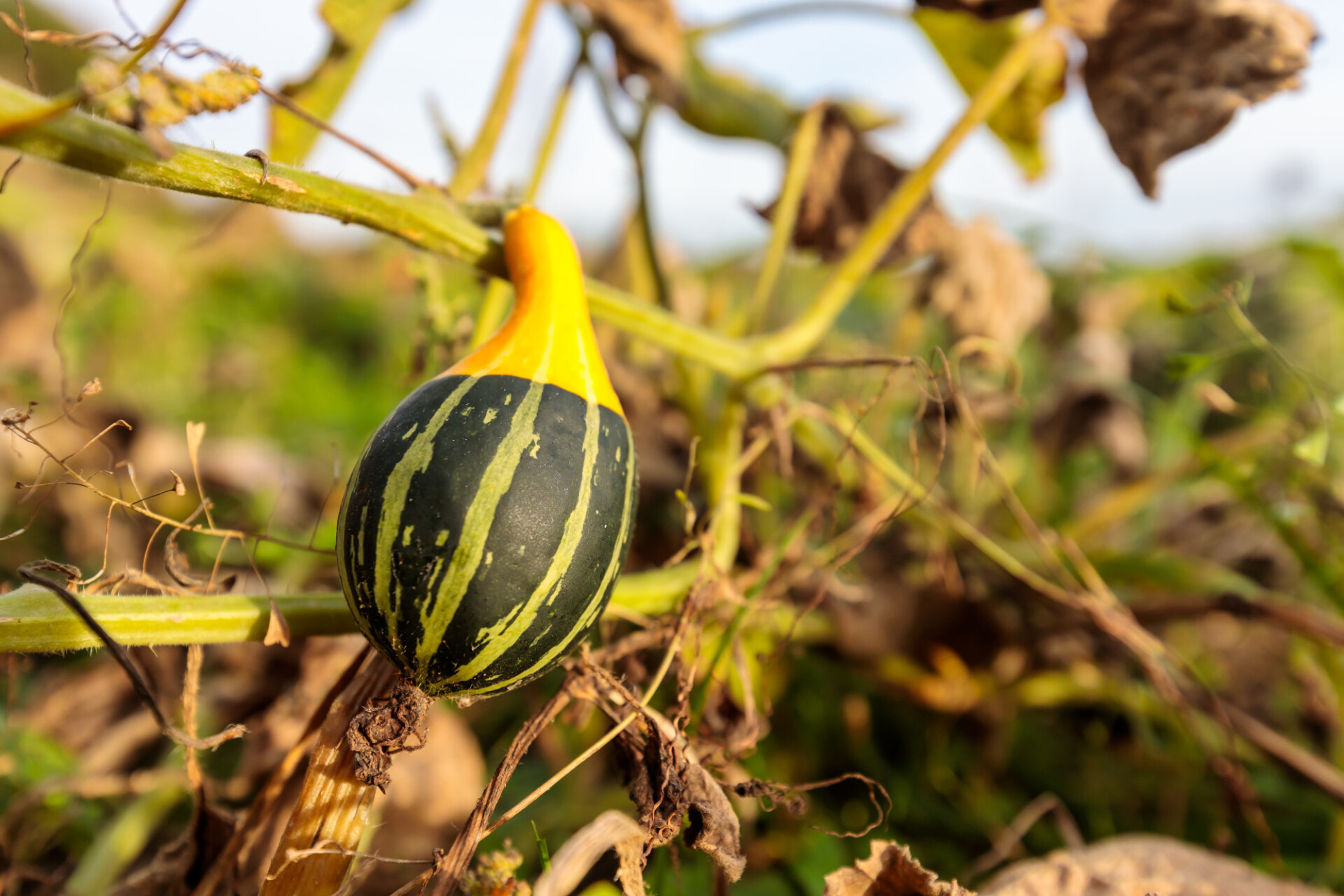 Beautiful pumpkin growing on a field in autumn