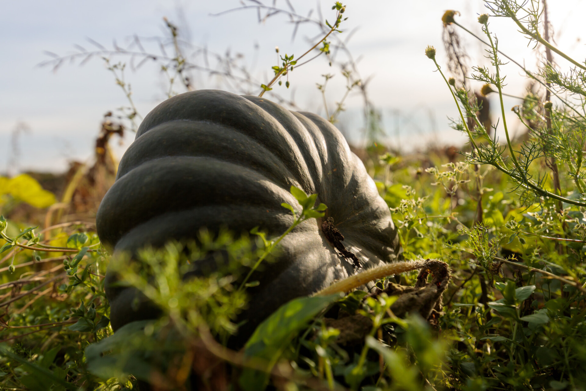 Big green pumpkin growing on a field