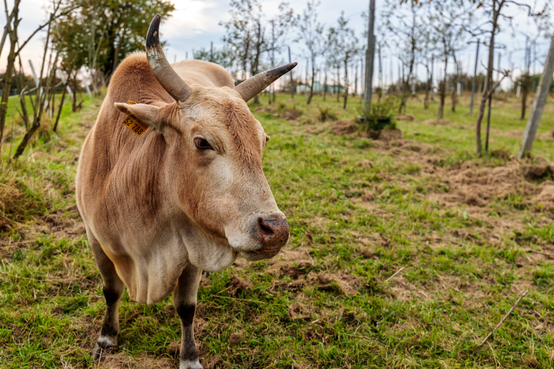 Brown cow with horns on a field in autumn