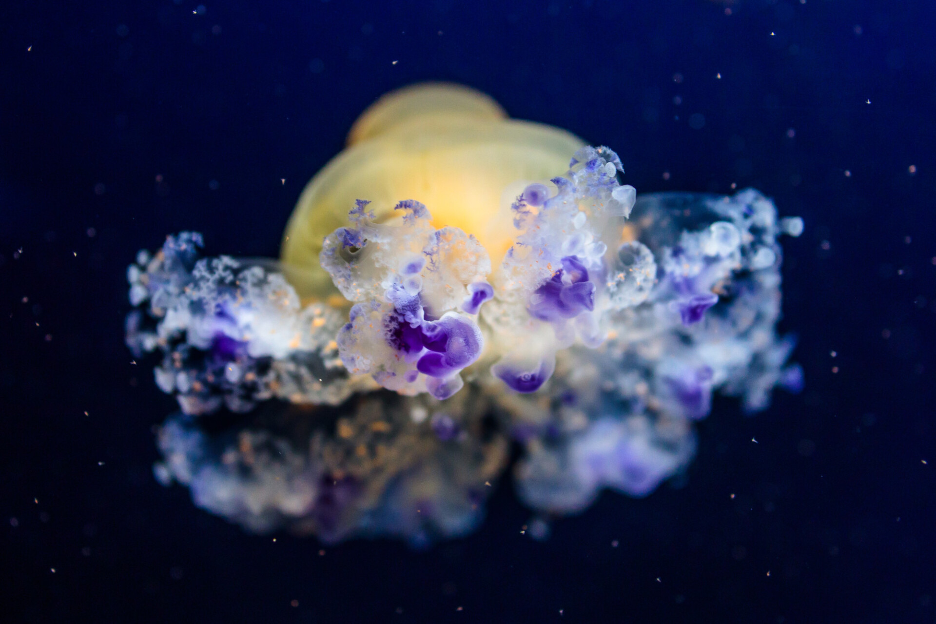 Mediterranean jellyfish