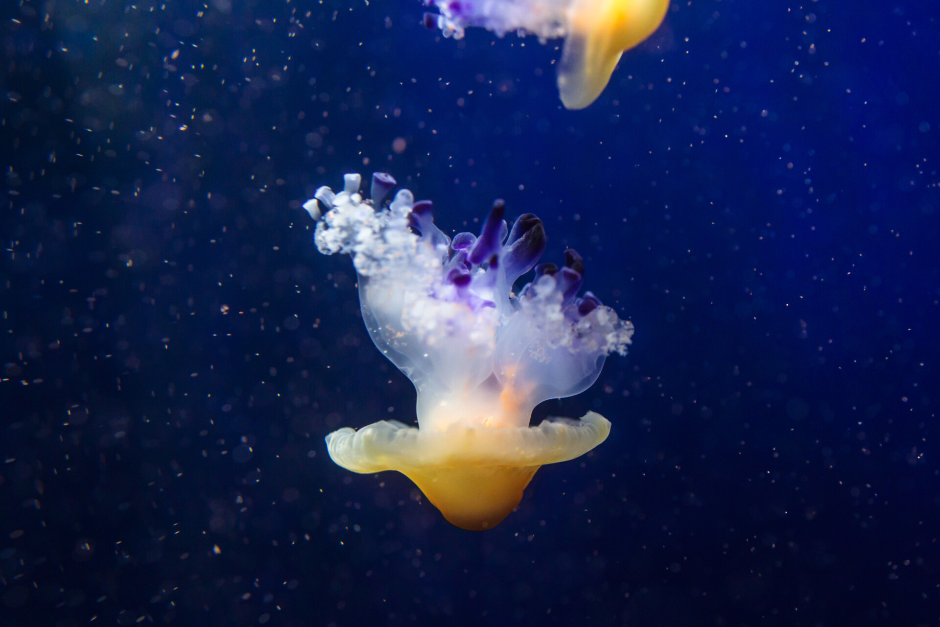 Jellyfish Cotylorhiza tuberculata also known as the Mediterranean jellyfish, Mediterranean jelly or fried egg jellyfish