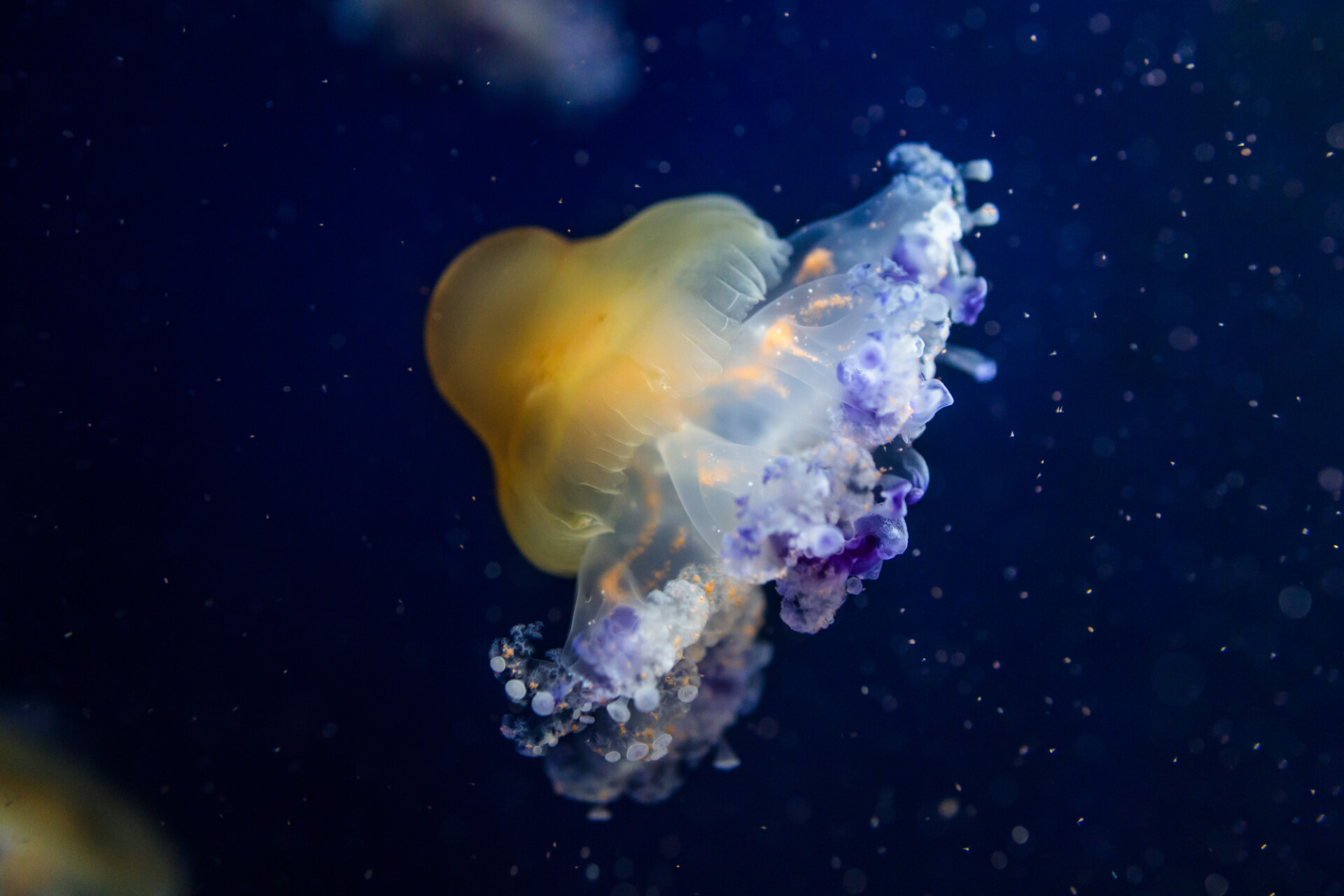 Cotylorhiza tuberculata is a species of jellyfish, of the phylum Cnidaria.