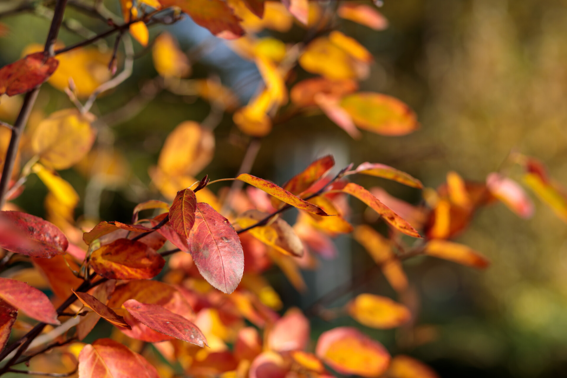 Red autumn leaves