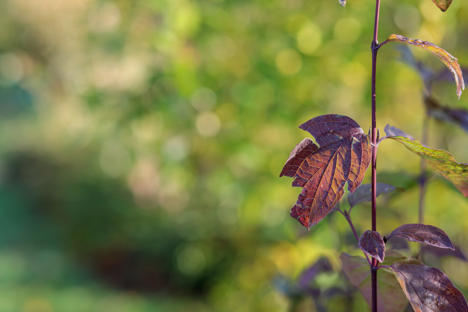 Beautiful red autumn leaves