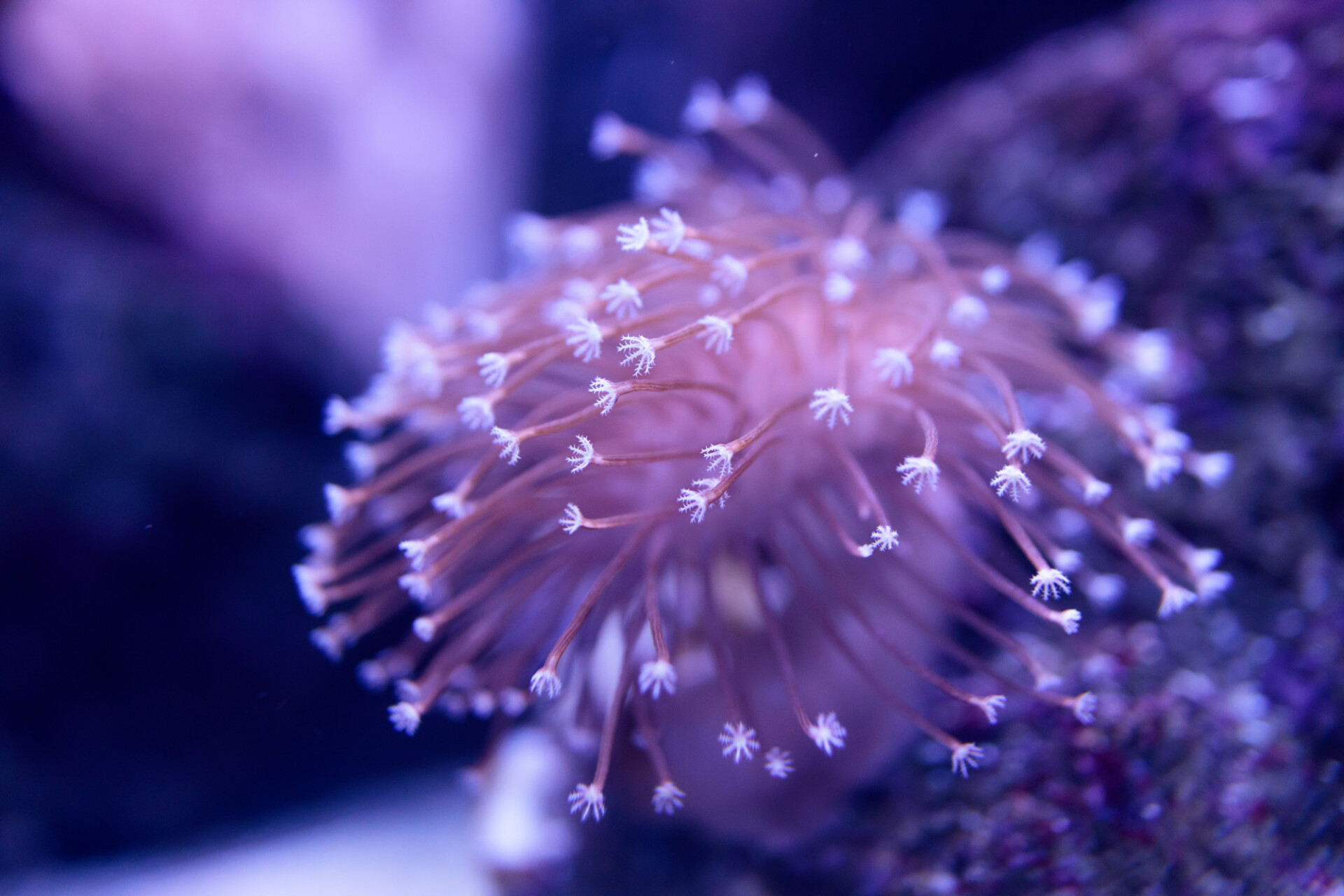Beautiful Sea anemone at the bottom of the sea