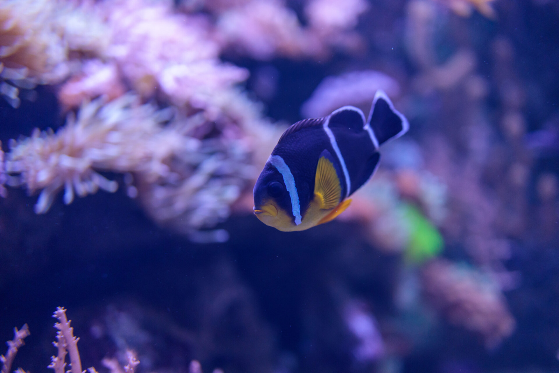 Three Stripe Clownfish