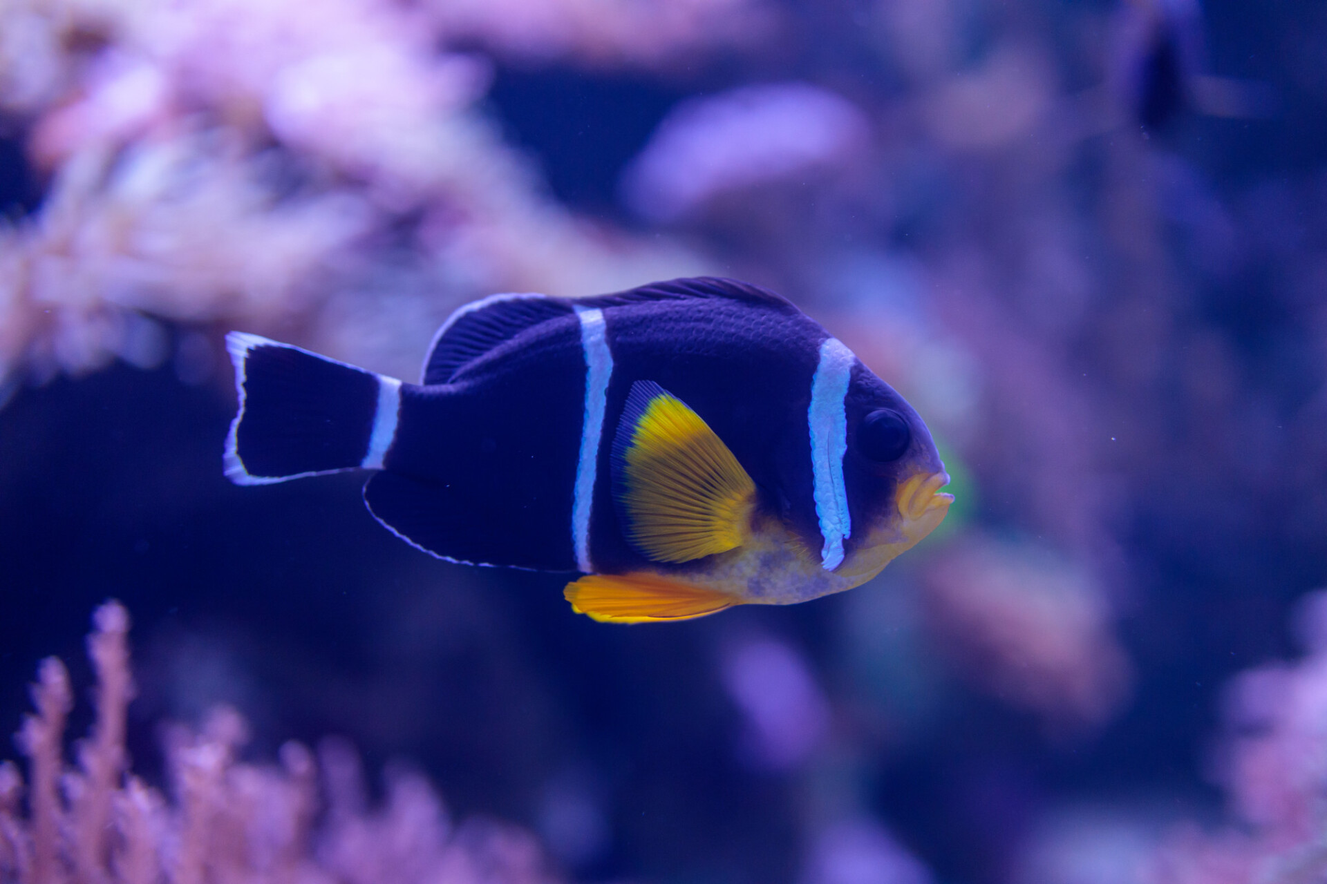 Amphiprion tricinctus Three Stripe Clownfish