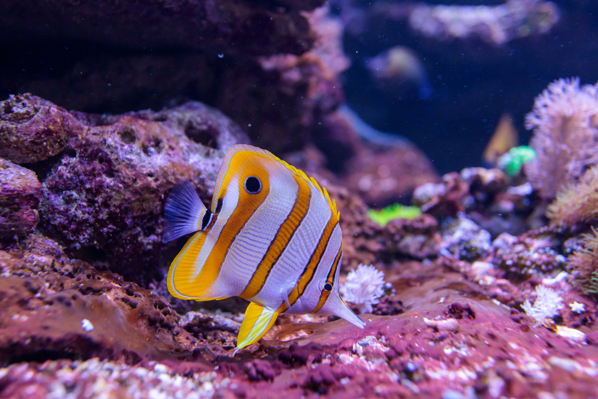 Beautiful yellow Copperband butterflyfish or Chelmon rostratus
