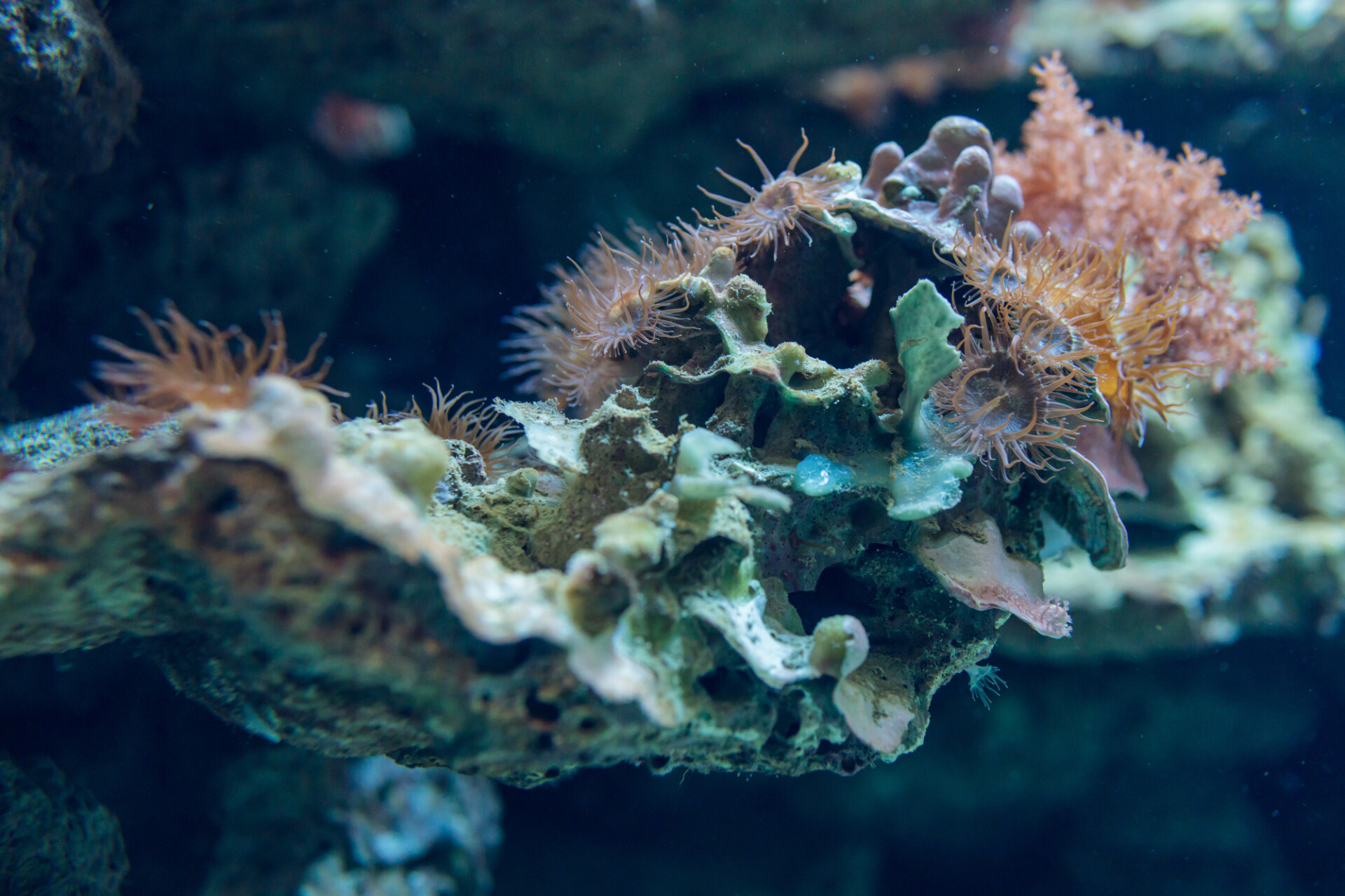 Corals in the sea