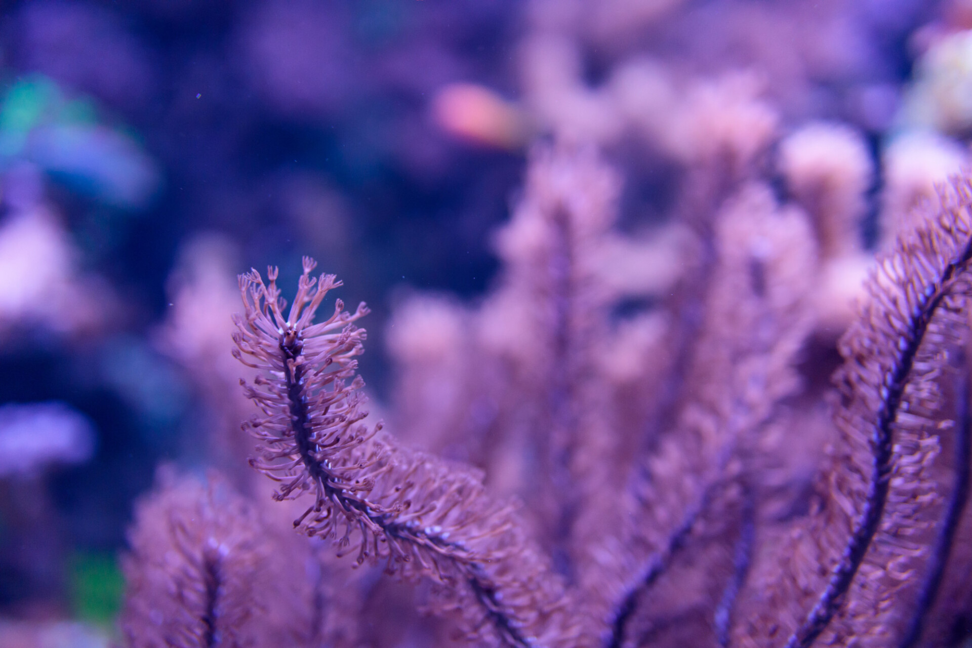 Purple sea anemone