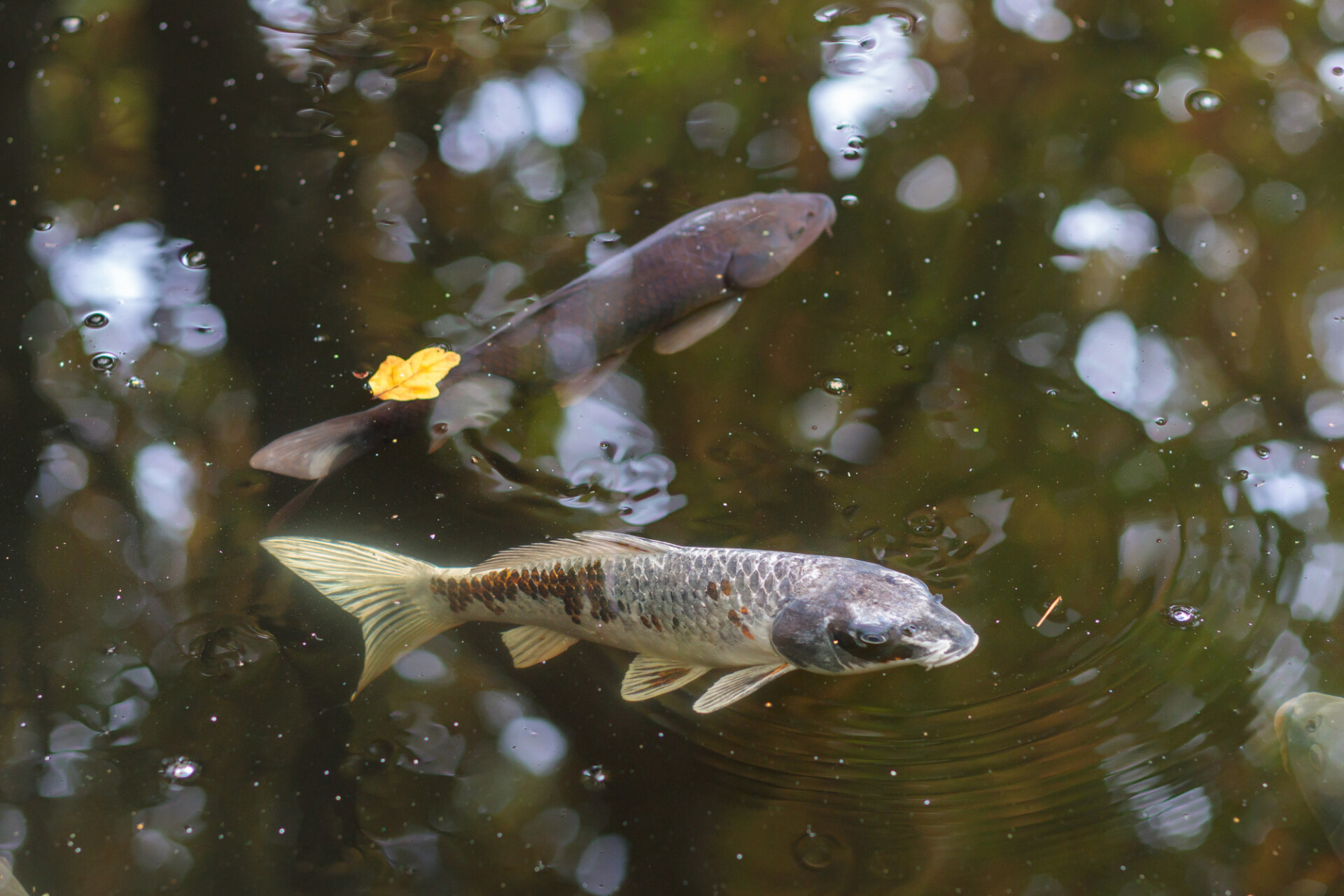 Pretty fish in a pond