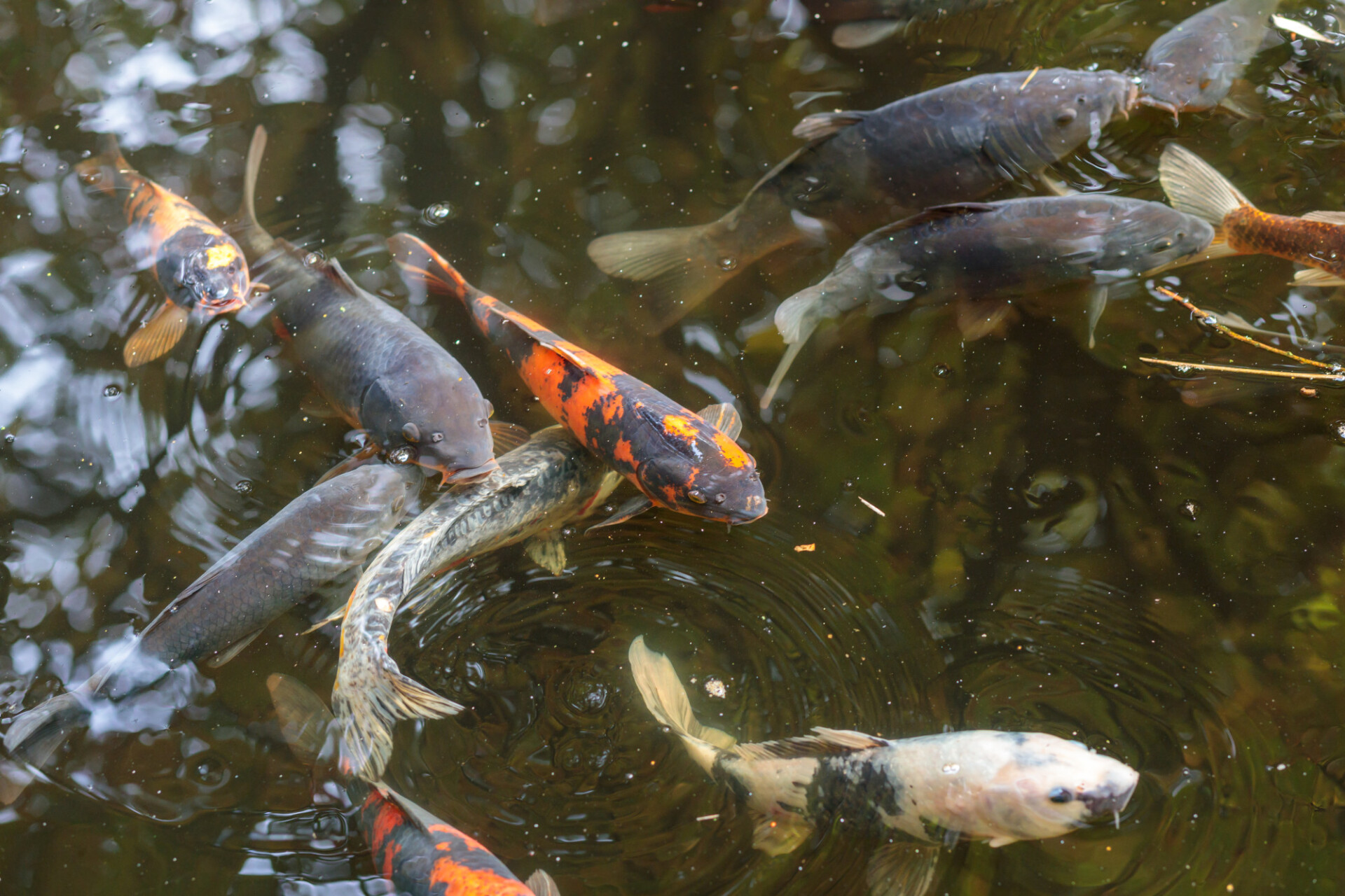 Pretty fishes in a pond