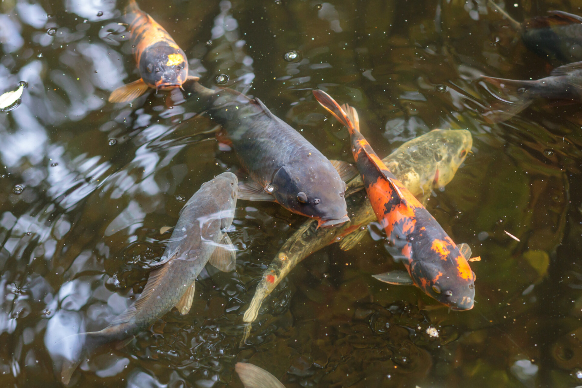 Fishes in a pond
