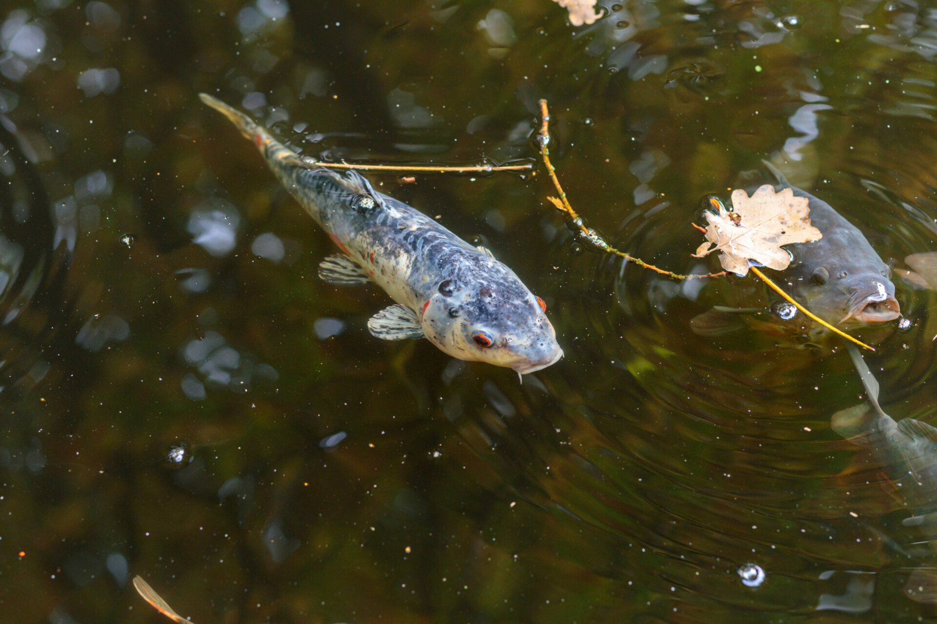 Curious fish in a pond
