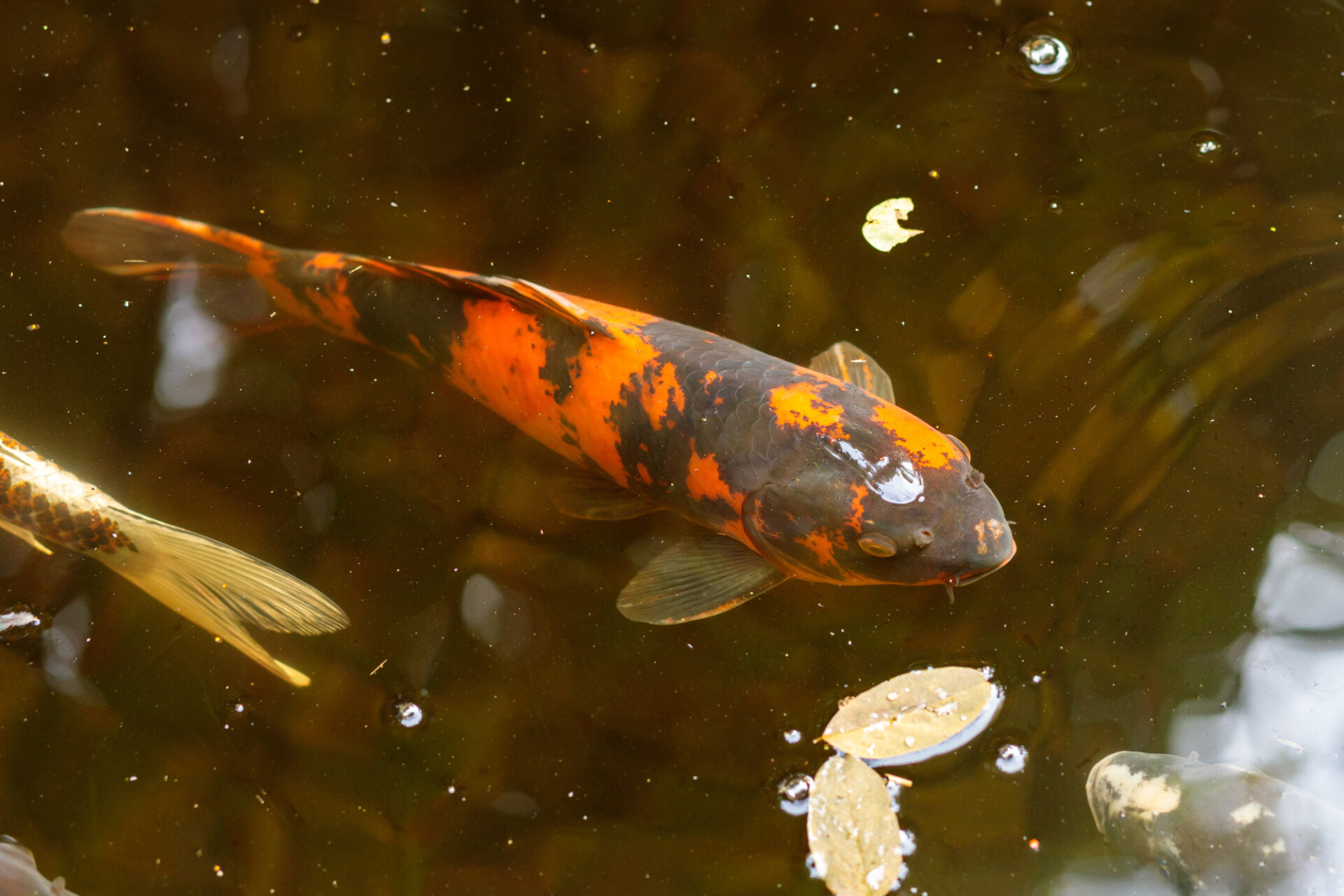 Curious fish in pond