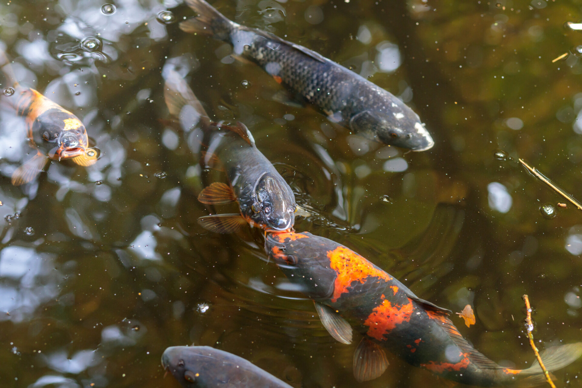 Fish peeking out of the water