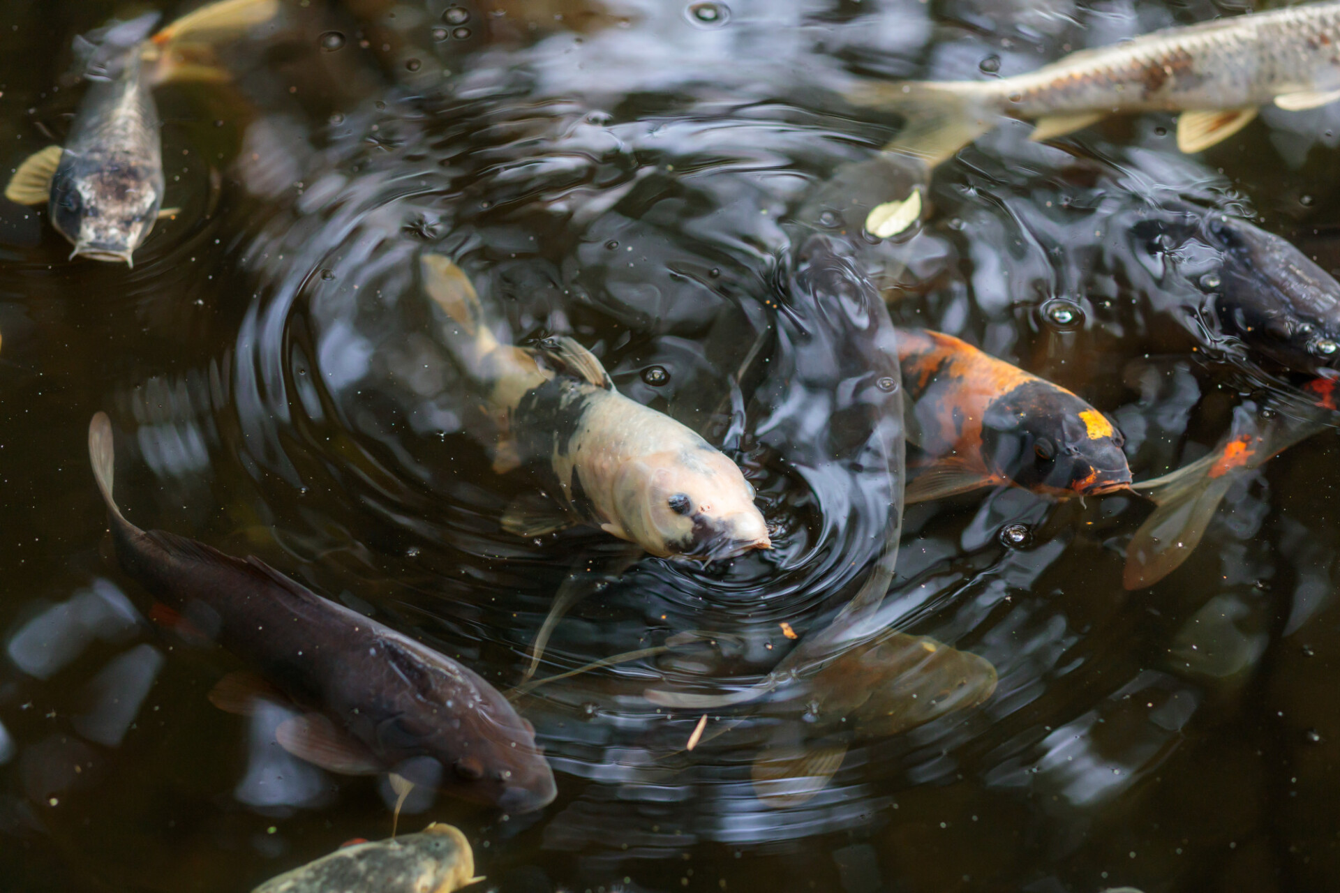 White fish peeking out of the water