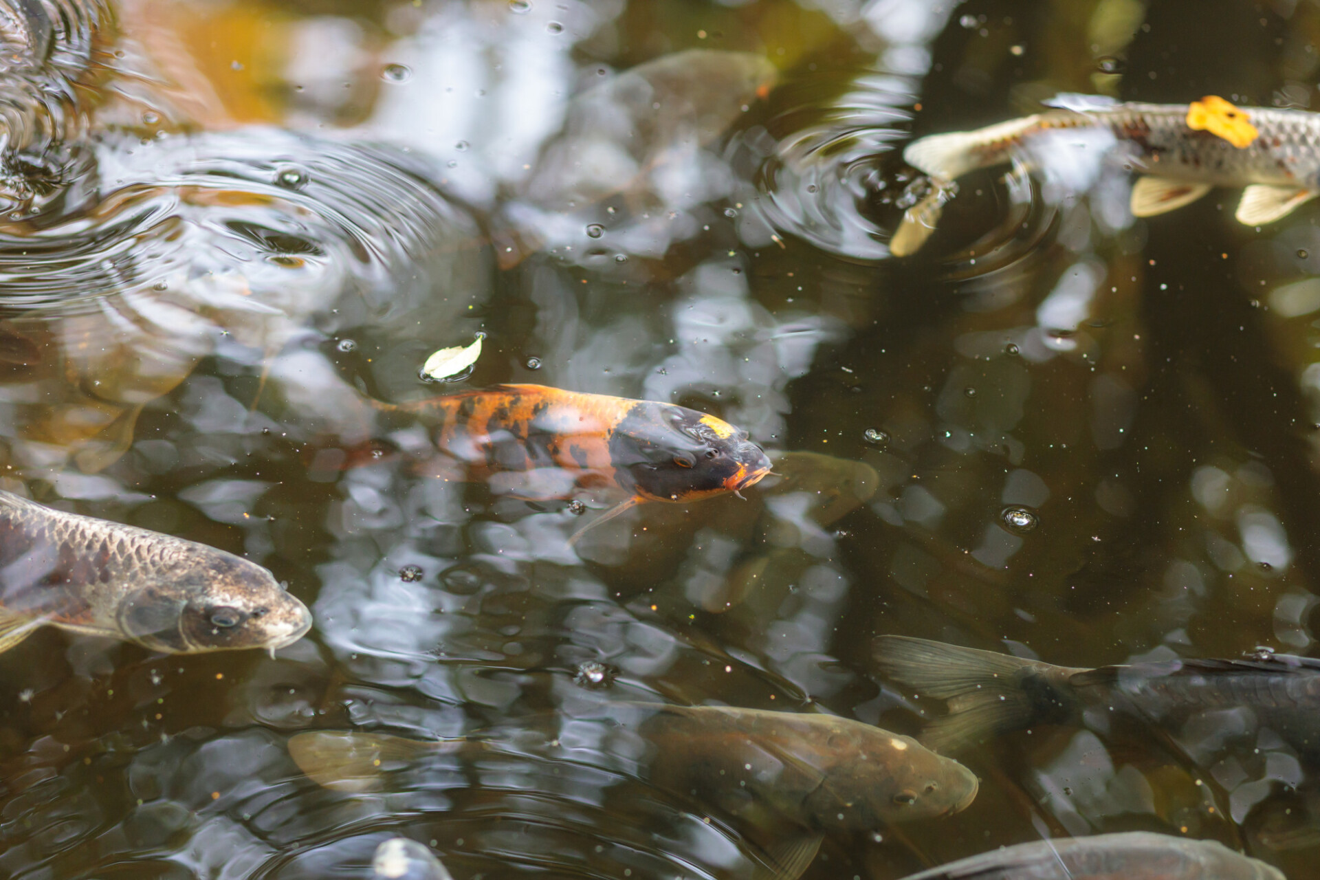 Pond fishes