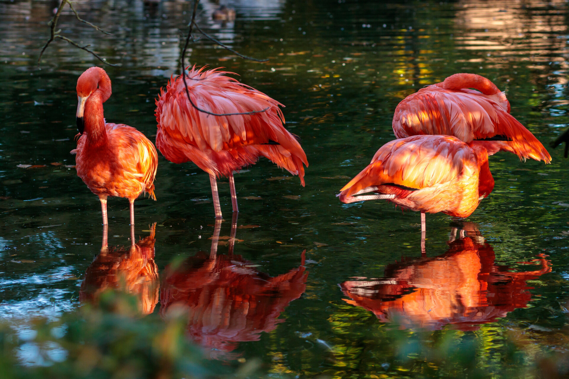 Red flamingos