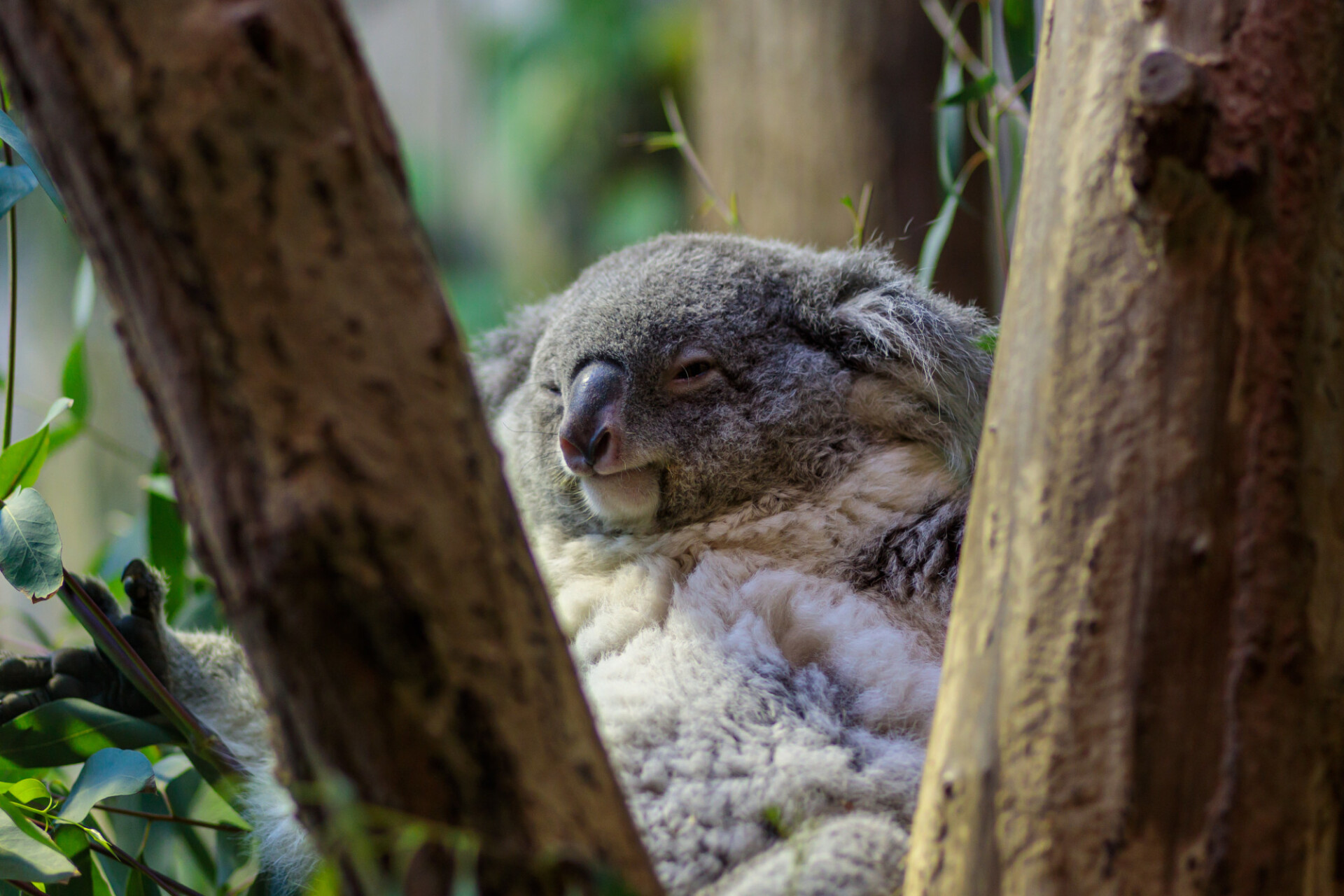 Lazy koala