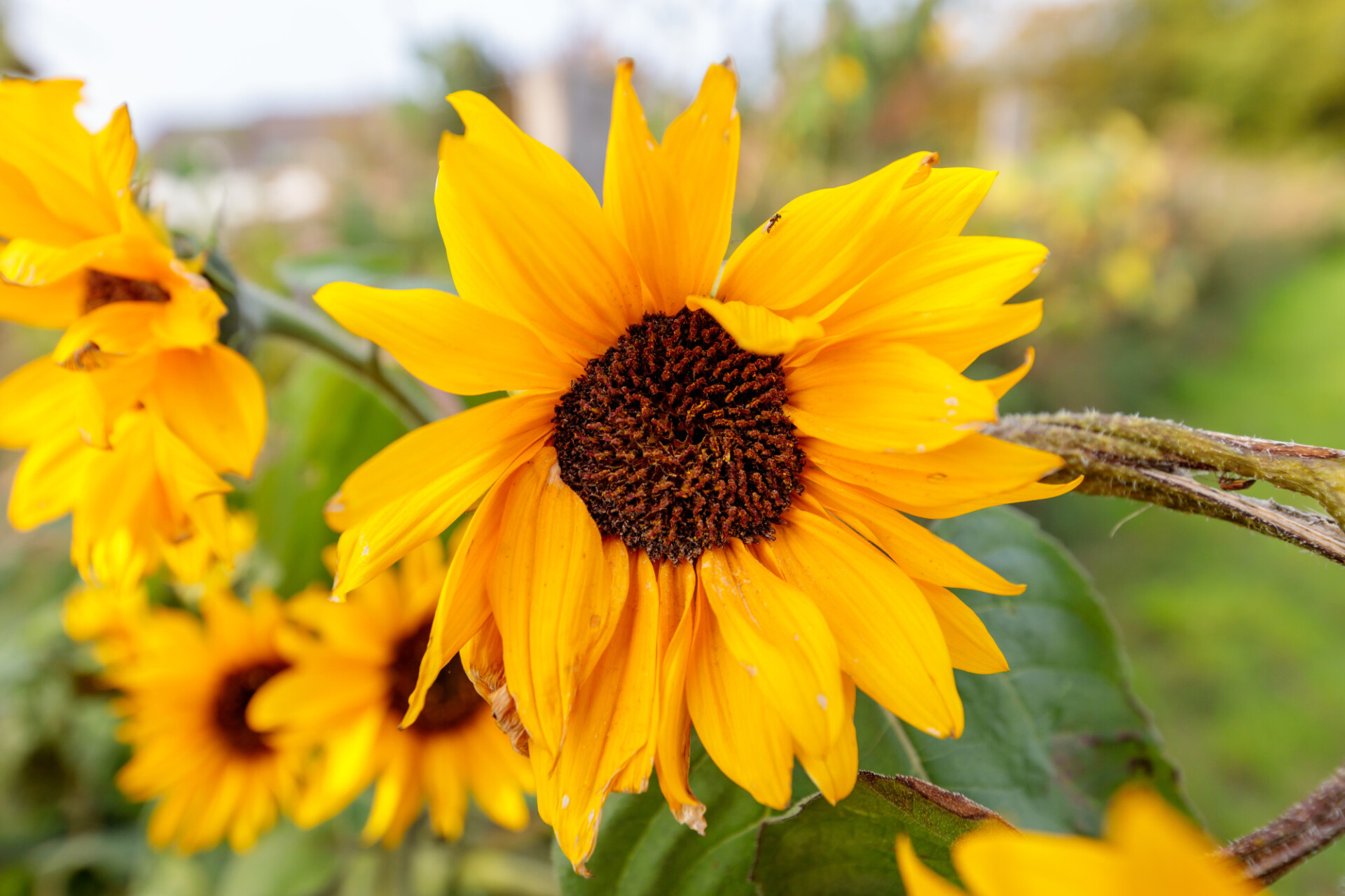 Beautiful sunflowers background