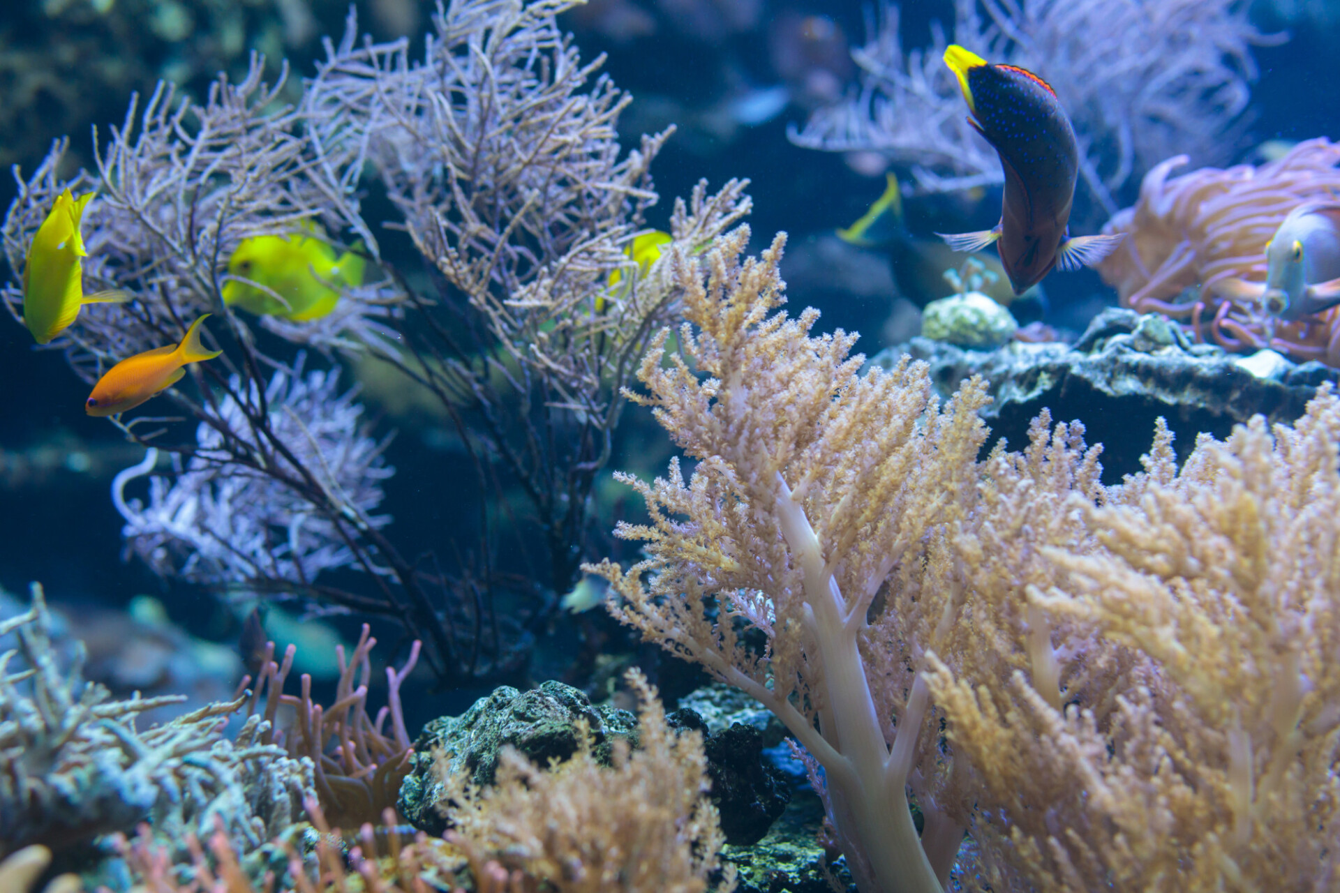 Saltwater aquarium with corals
