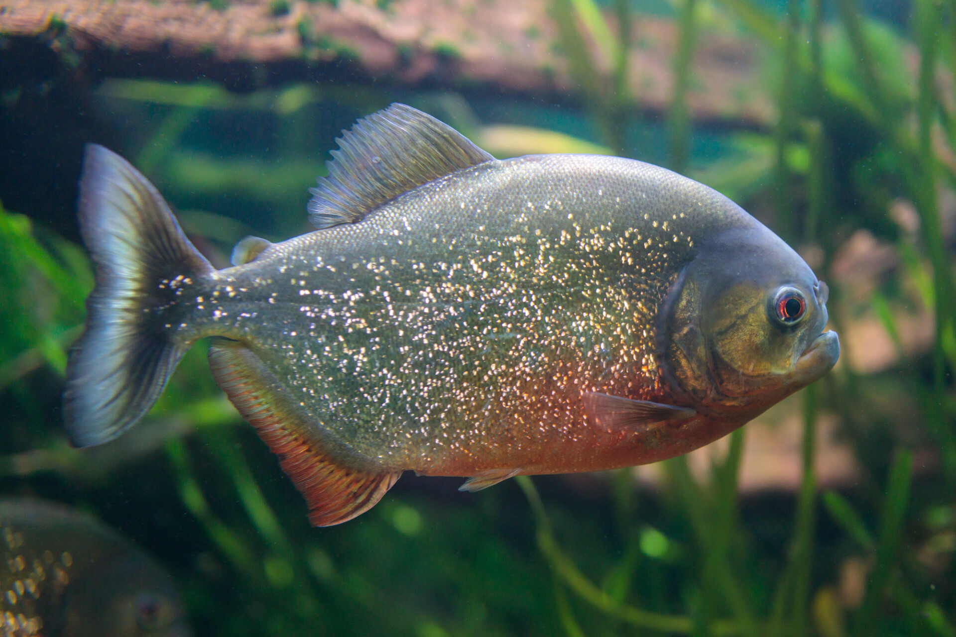 Piranha in a fish tank