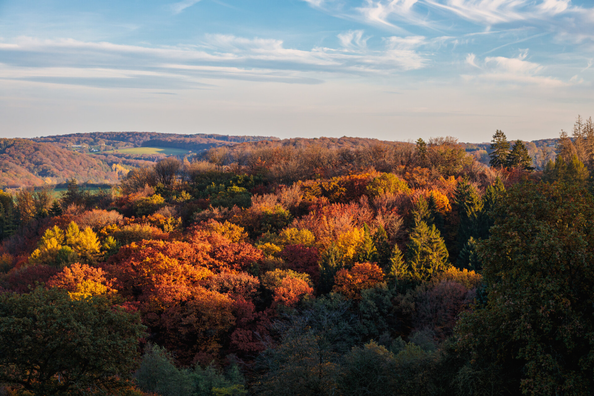 Autumn forest landscape