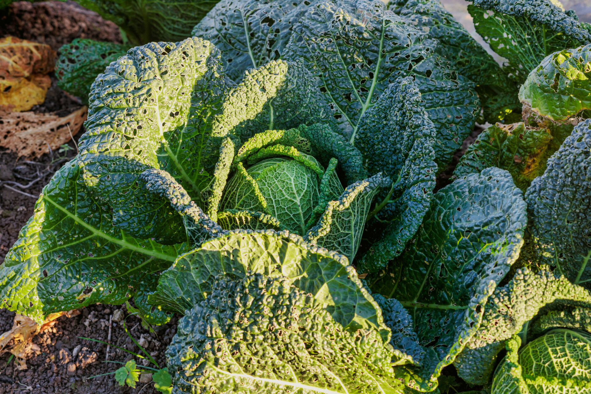 Savoy cabbage in a field