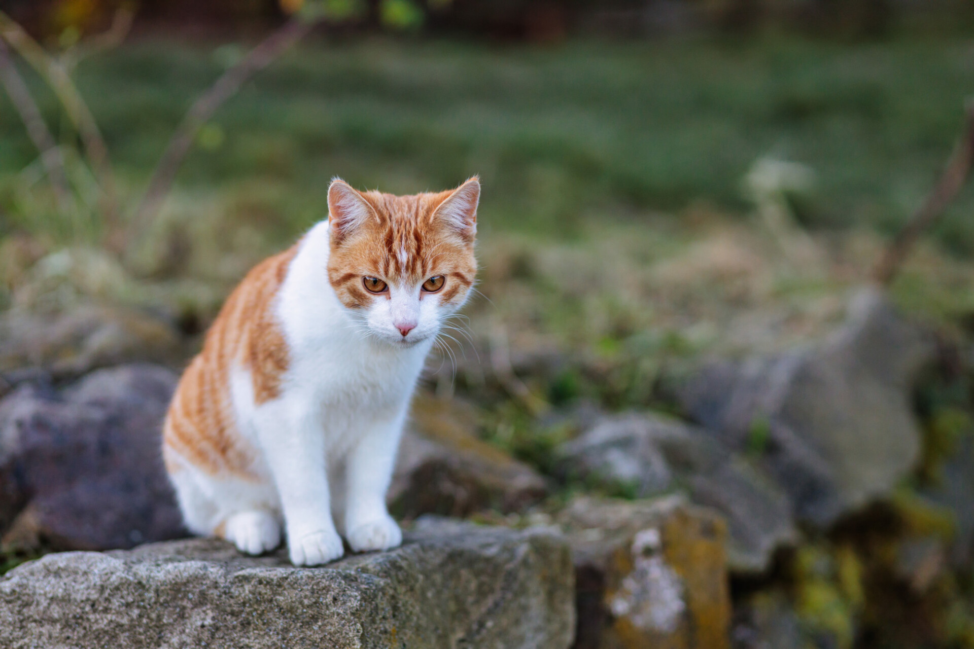 Red white cat sitting on a rock