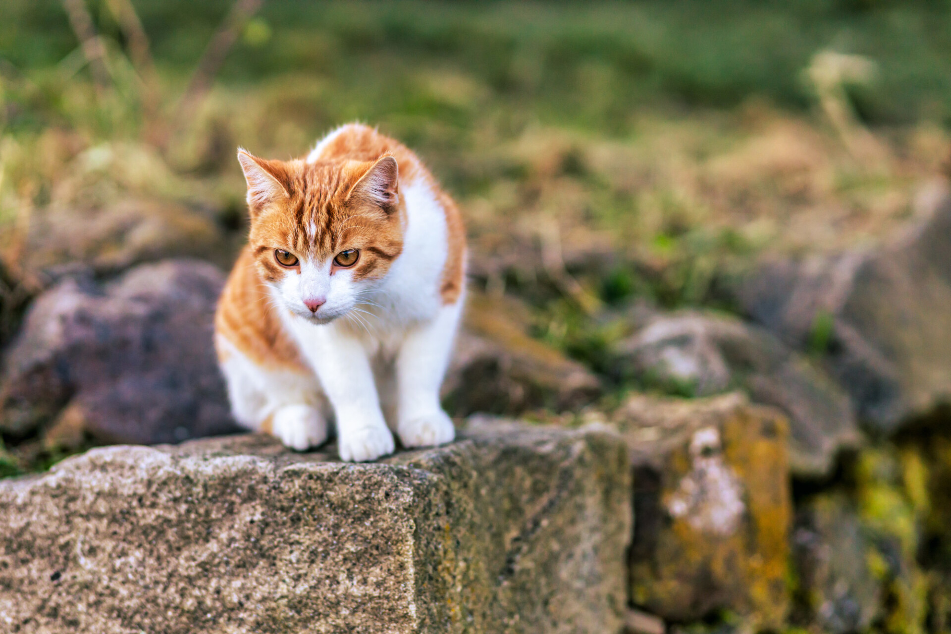 Domestic cat with red and white fur pattern