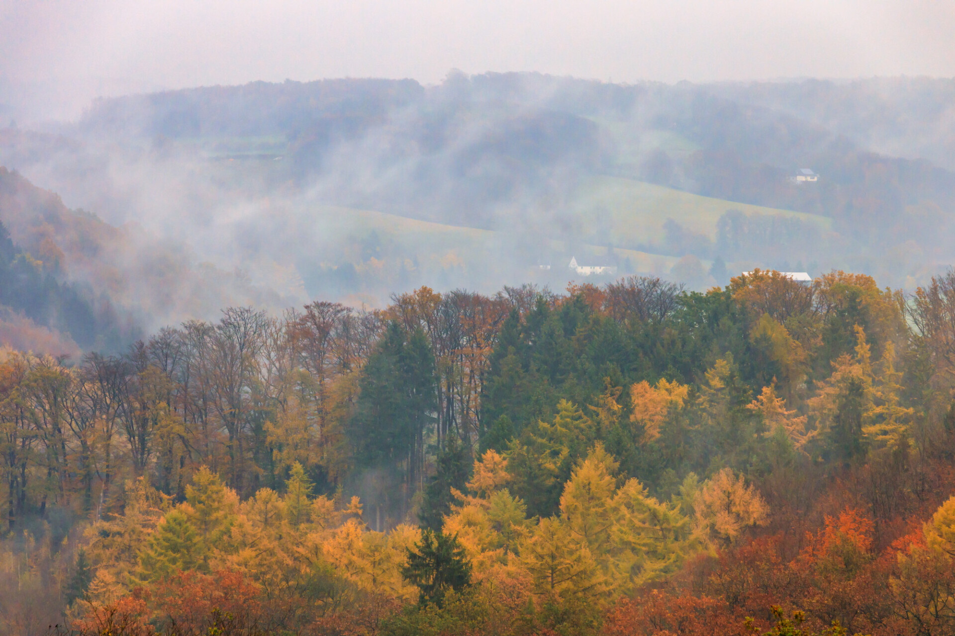 German forest in autumn rain