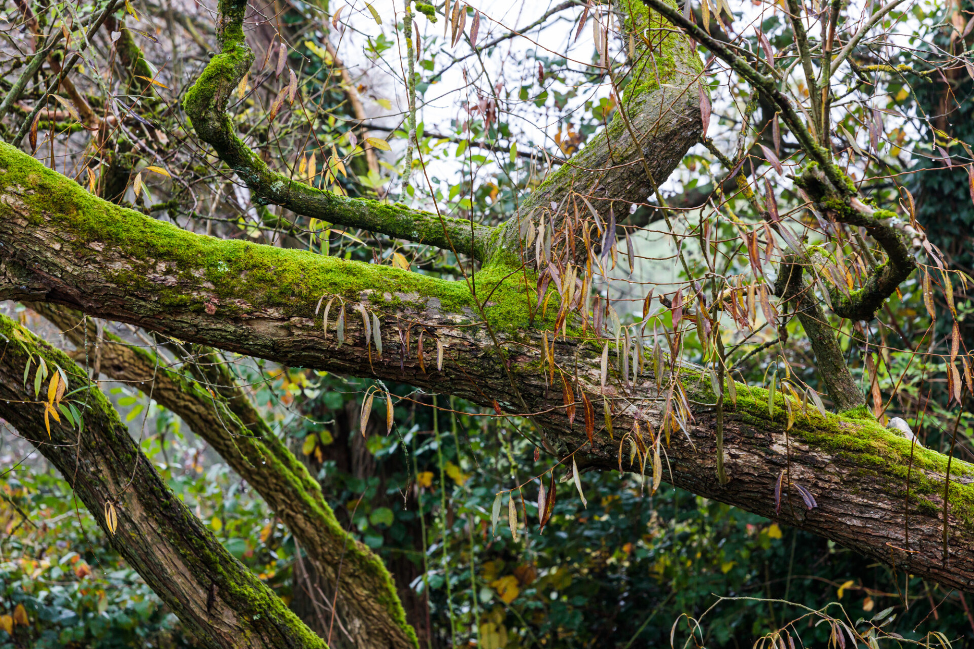 Moss on a tree trunk in the forest