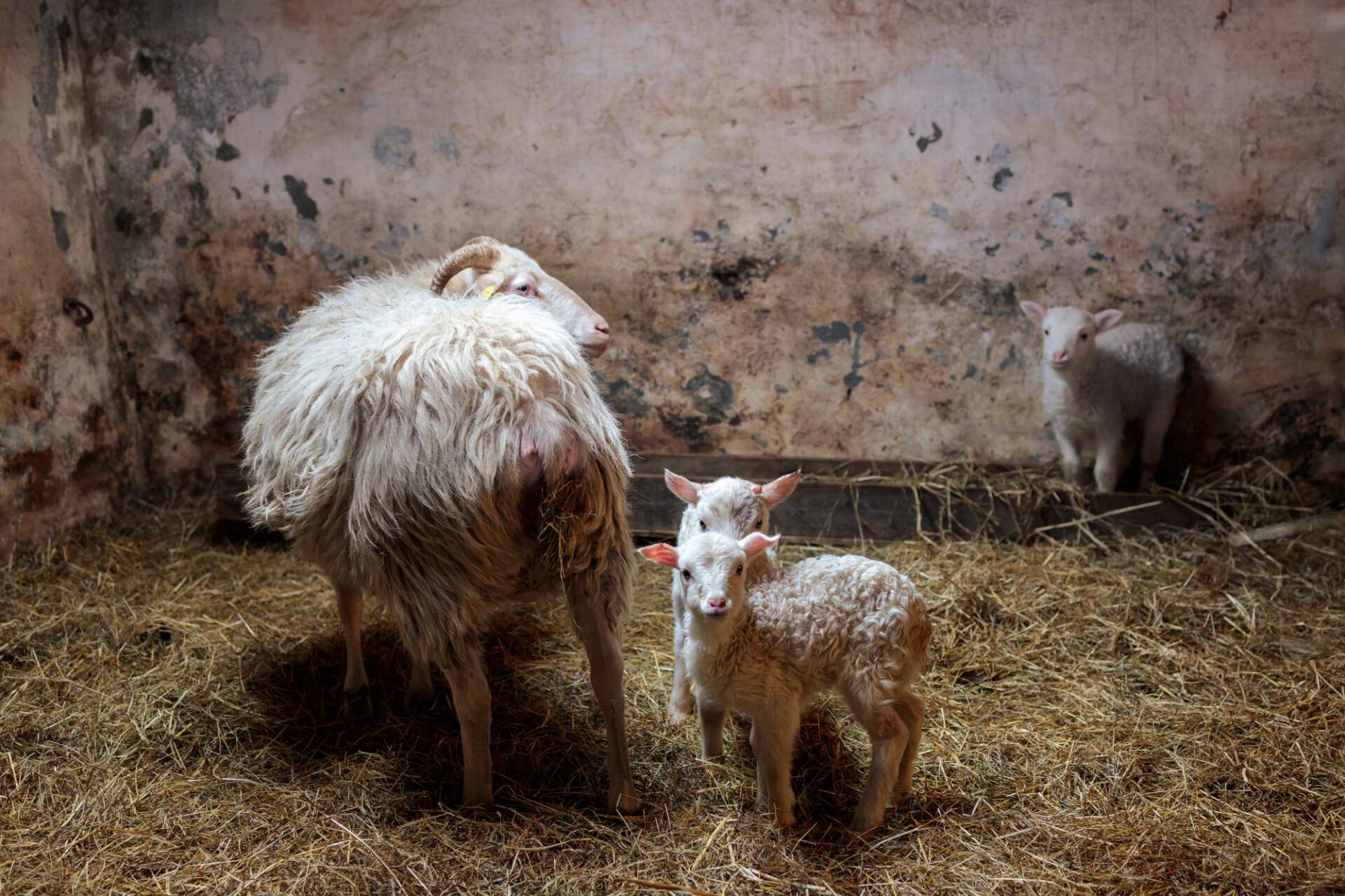 Sheep with lambs in stable