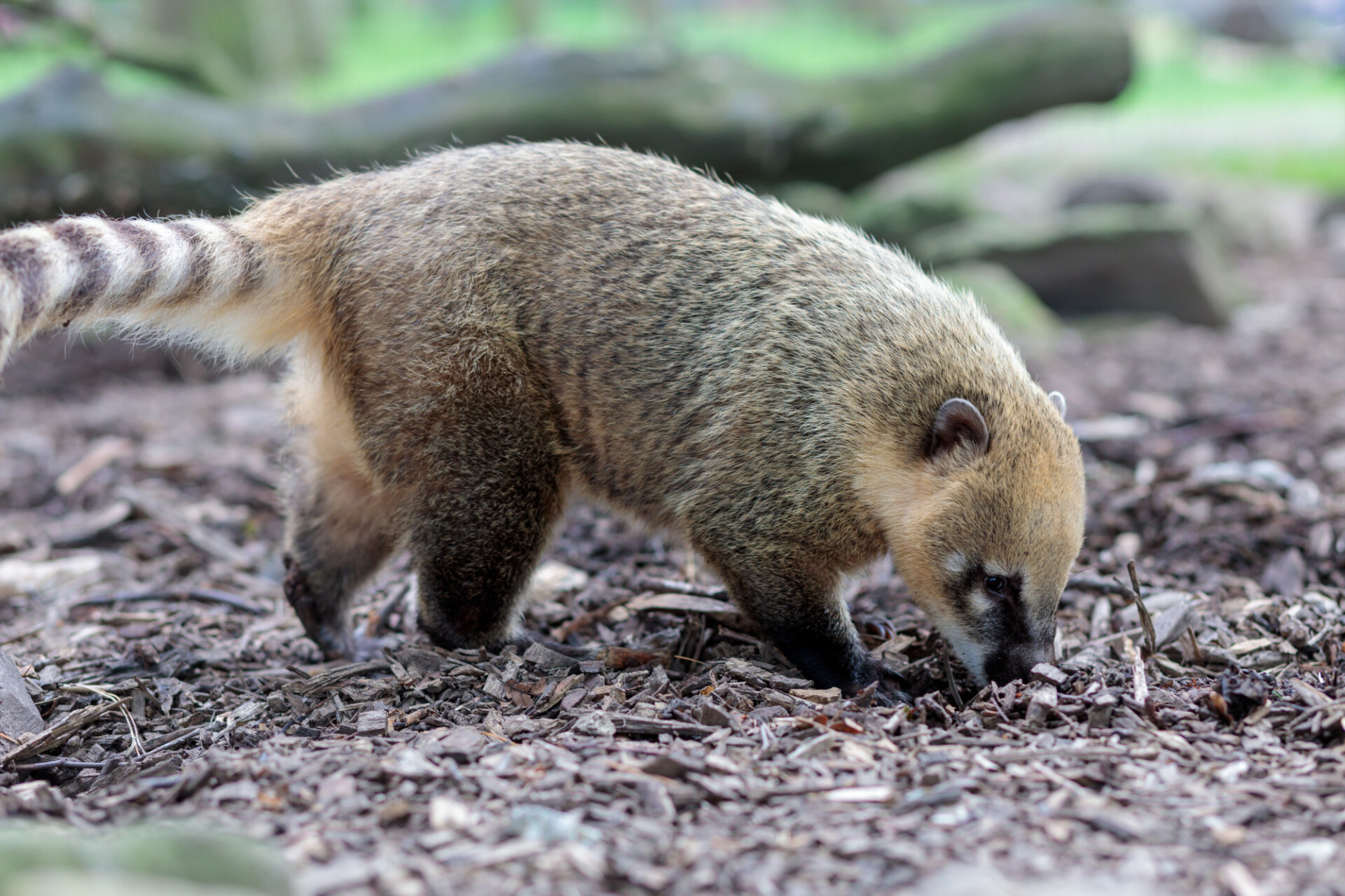 Coati burrows with nose in the ground