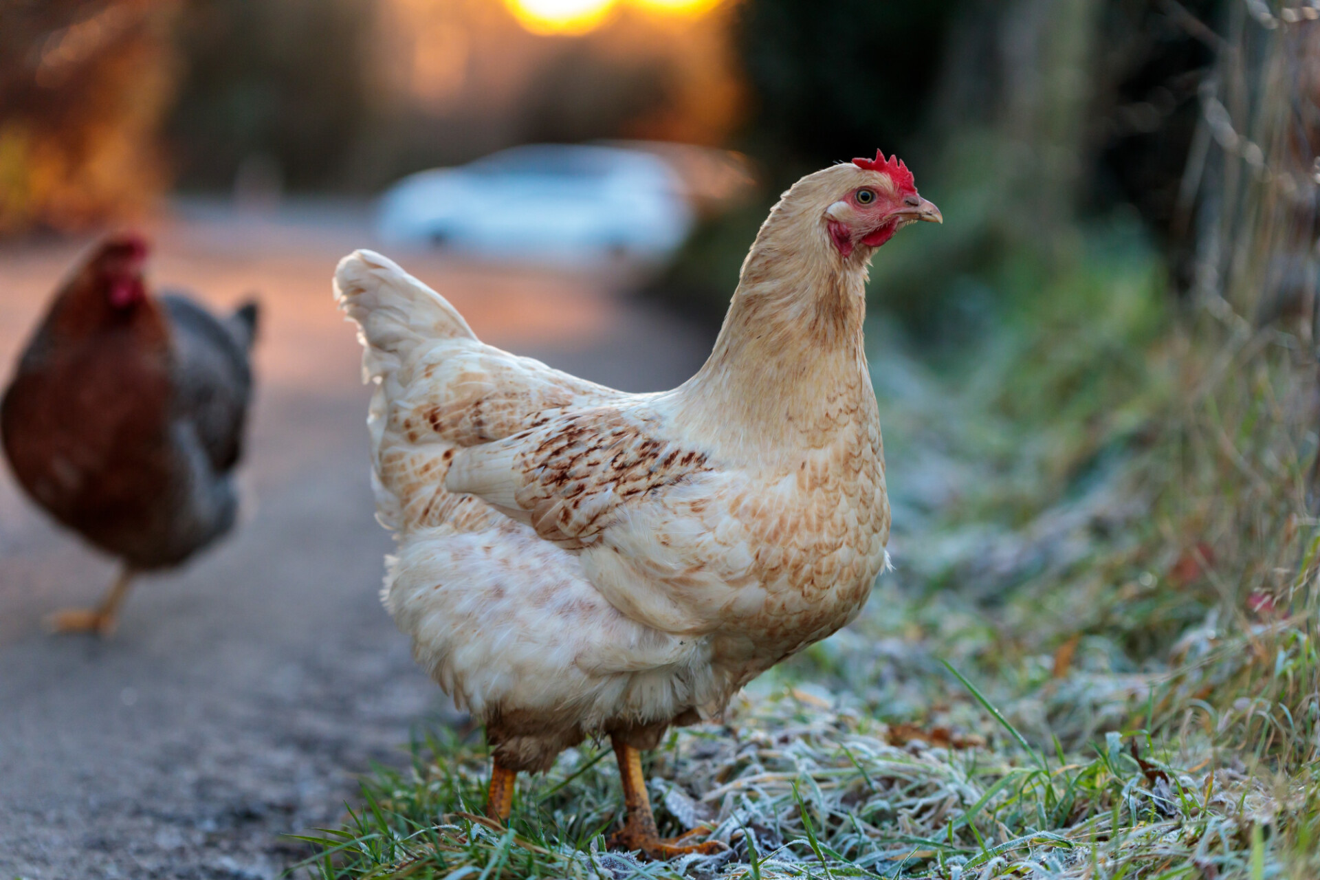 A chicken in winter