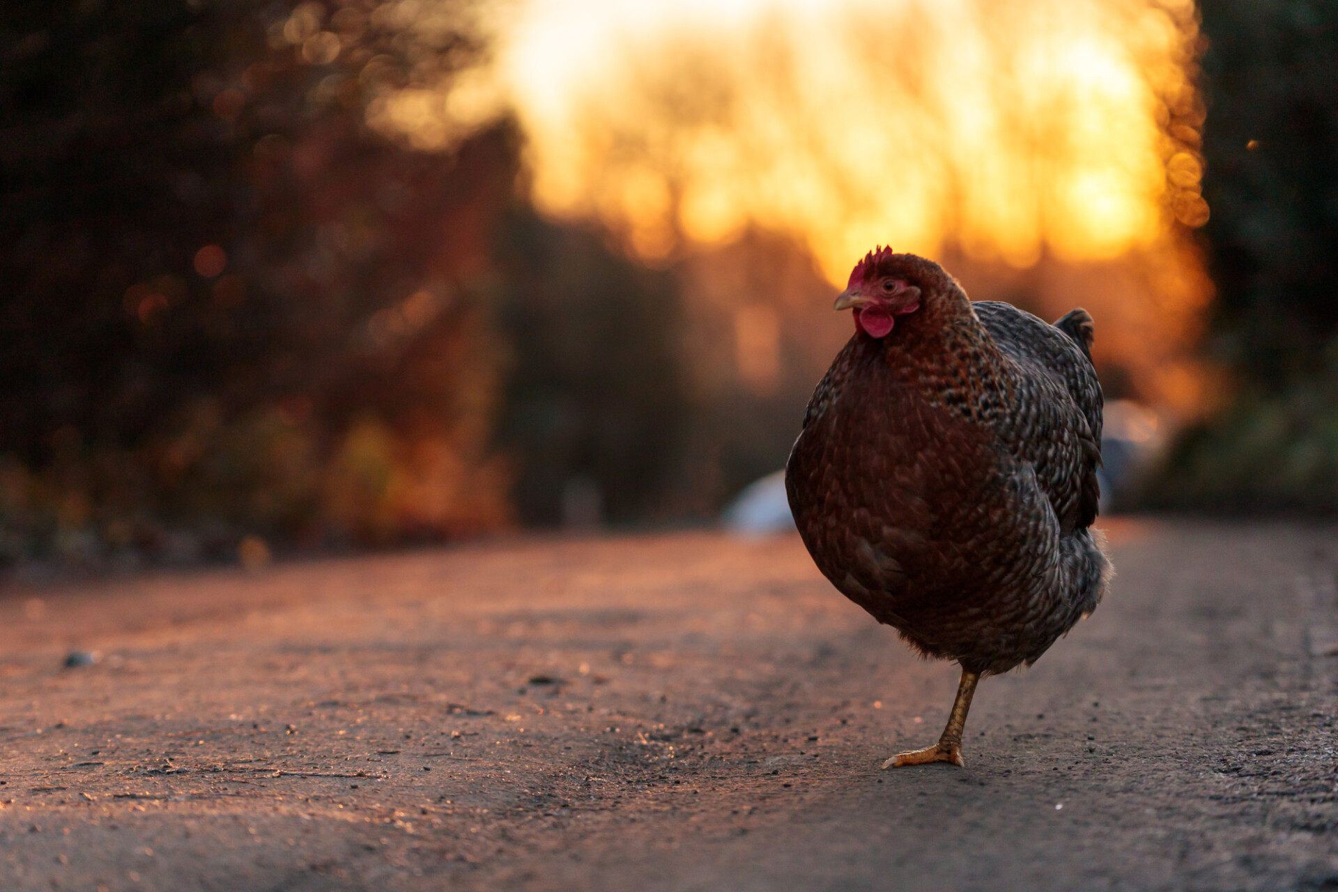 A chicken standing on one leg at sunset