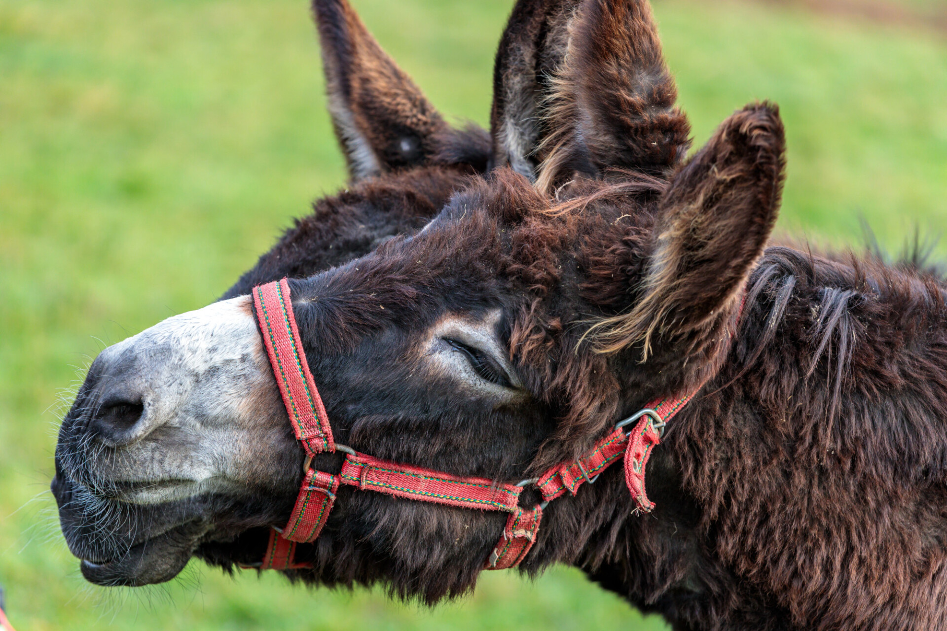 Donkeys cuddle with each other