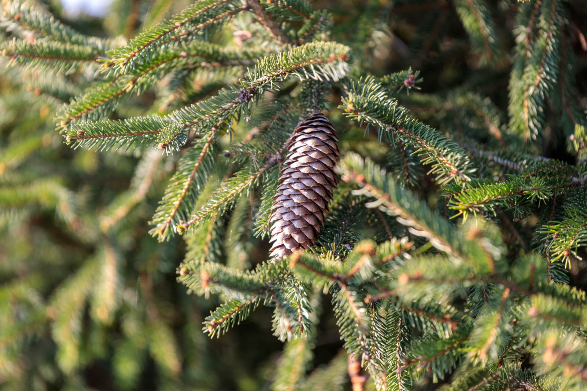 Pine Cone - Pine Balsam