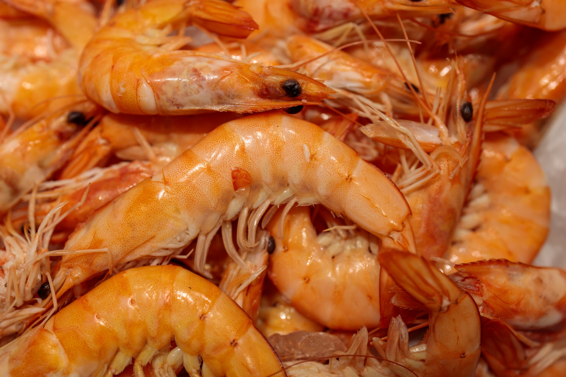 Gambas