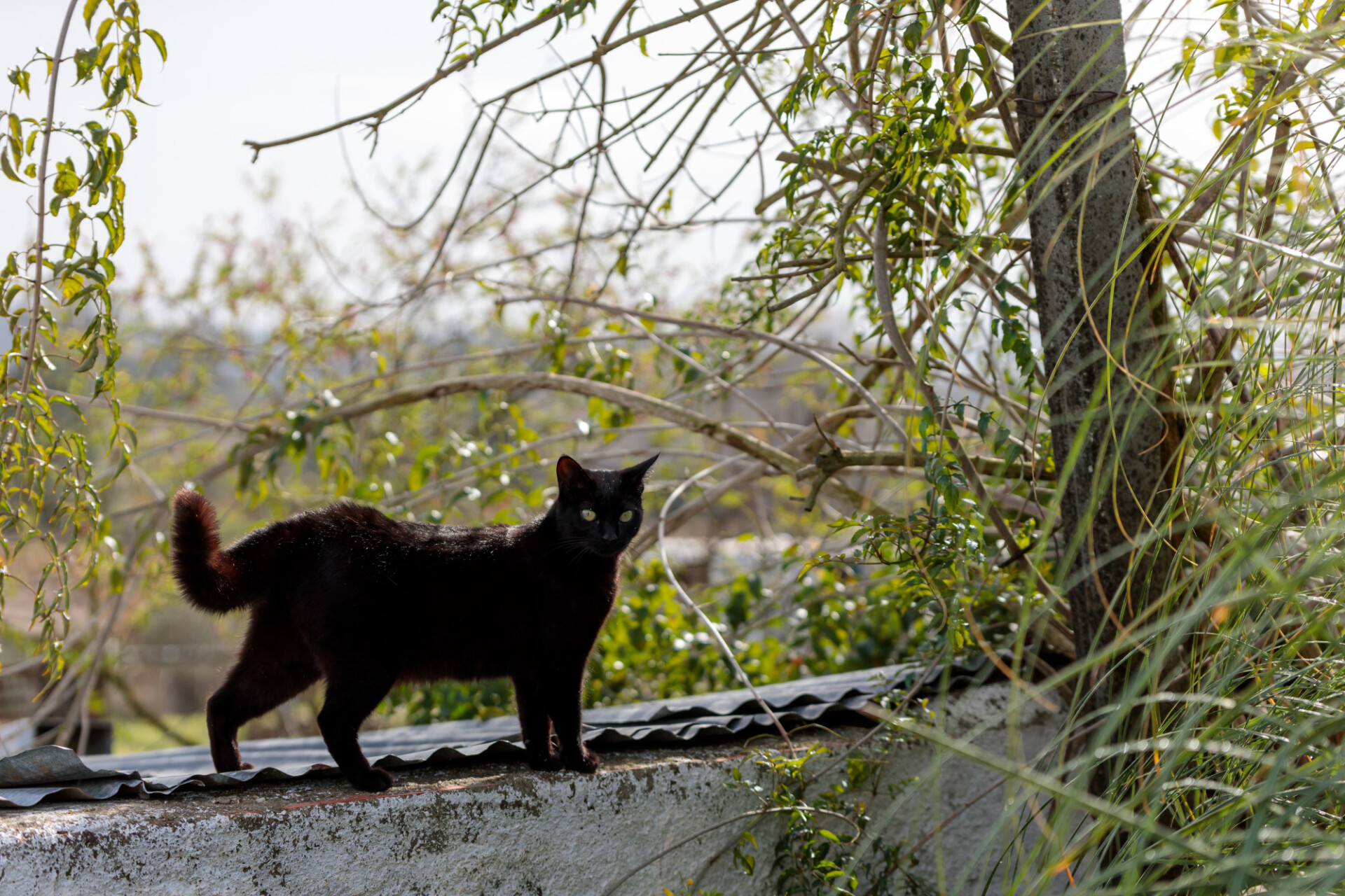 Black cat on a roof