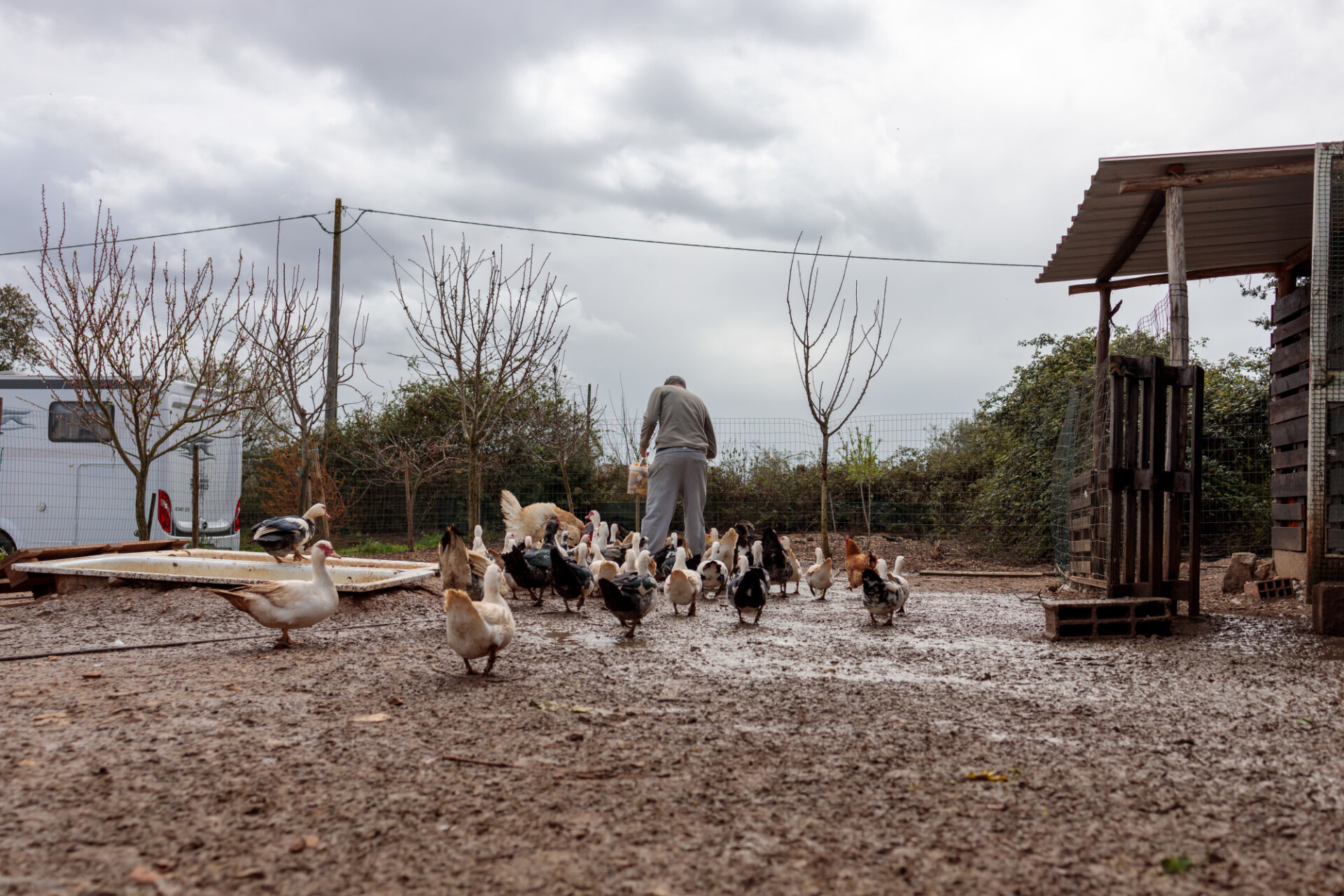 Farmer feeds ducks, chickens and turkeys