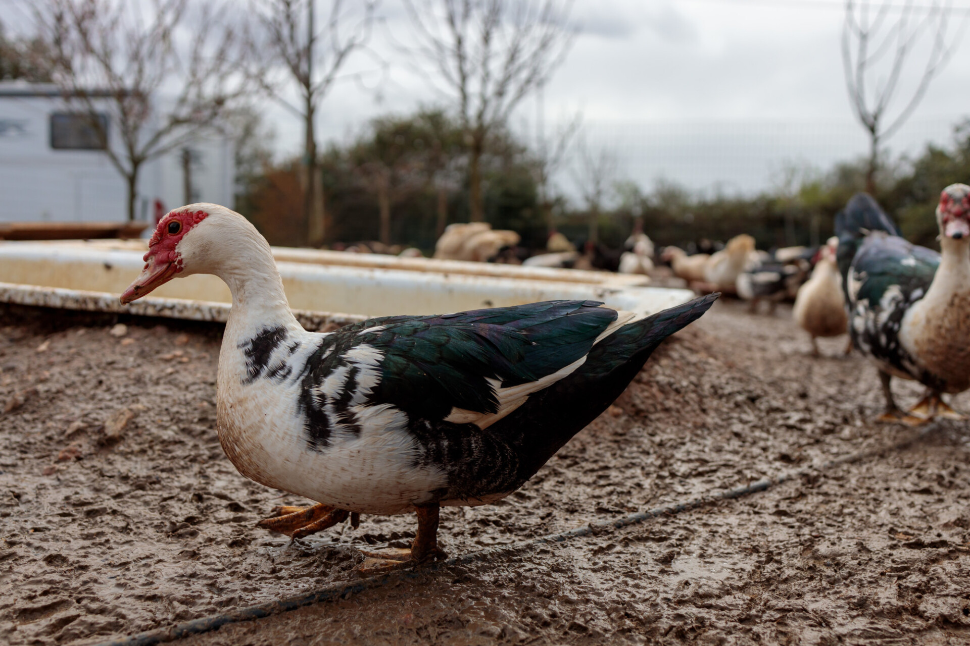 Muscovy duck