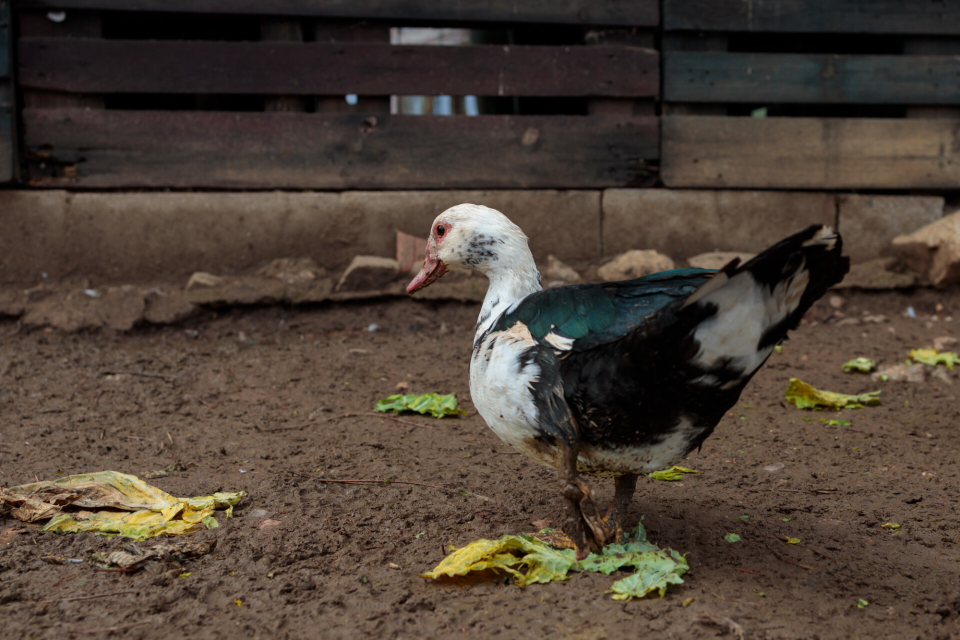 Cute Duck on a Farm