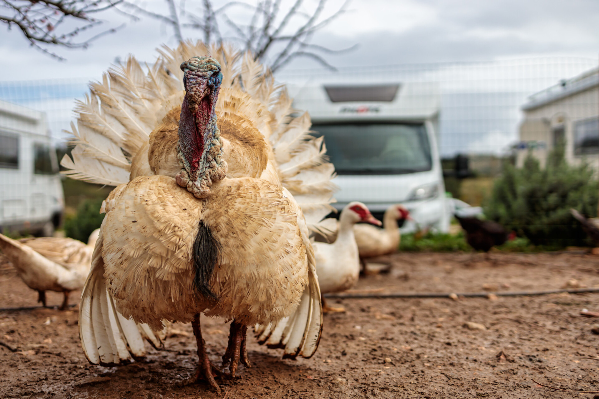 Magnificent white turkey