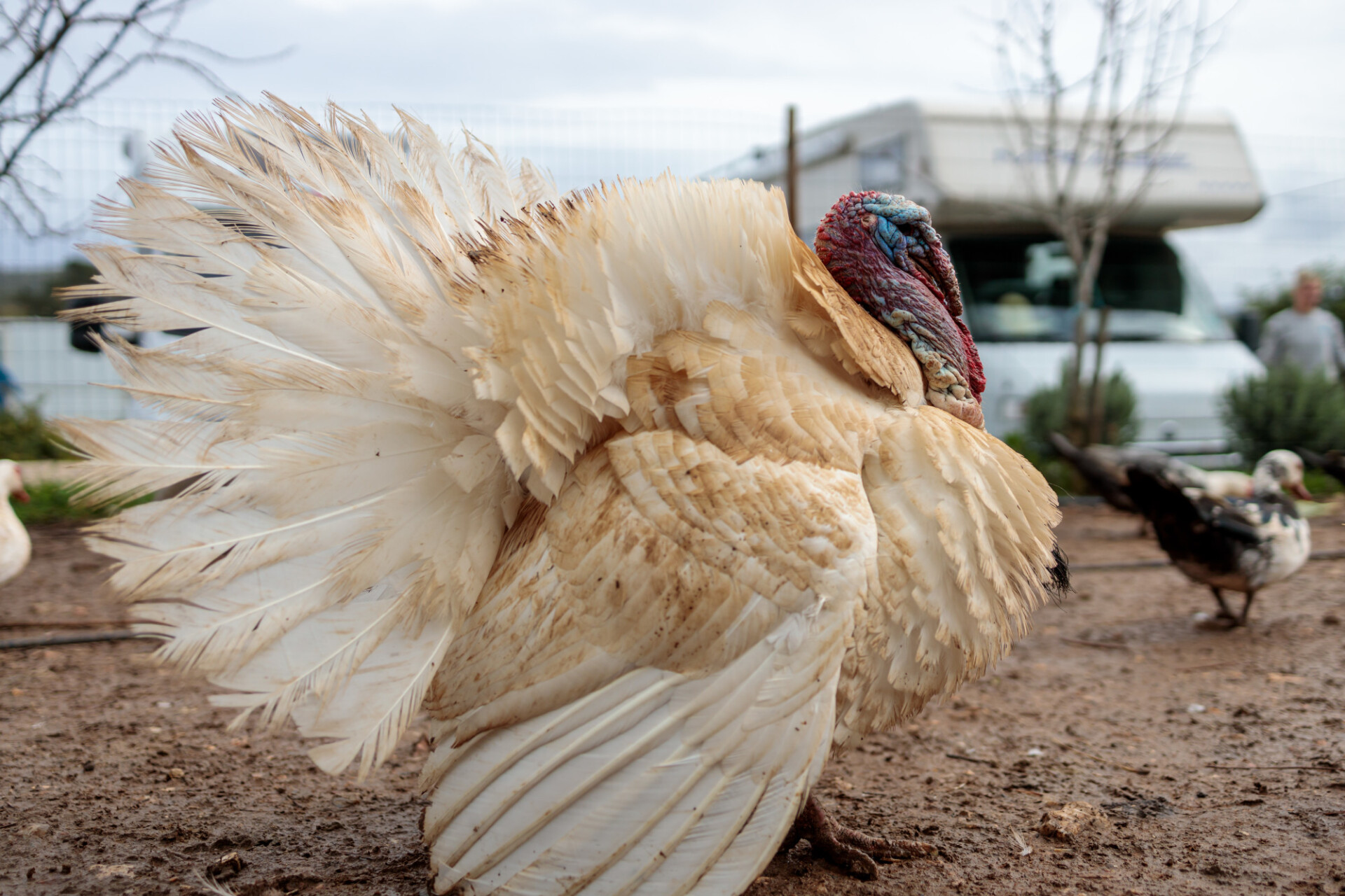 Magnificent white turkey from the side