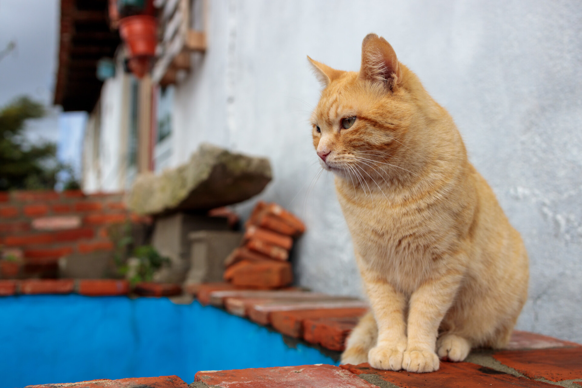 Red cat sitting on a wall